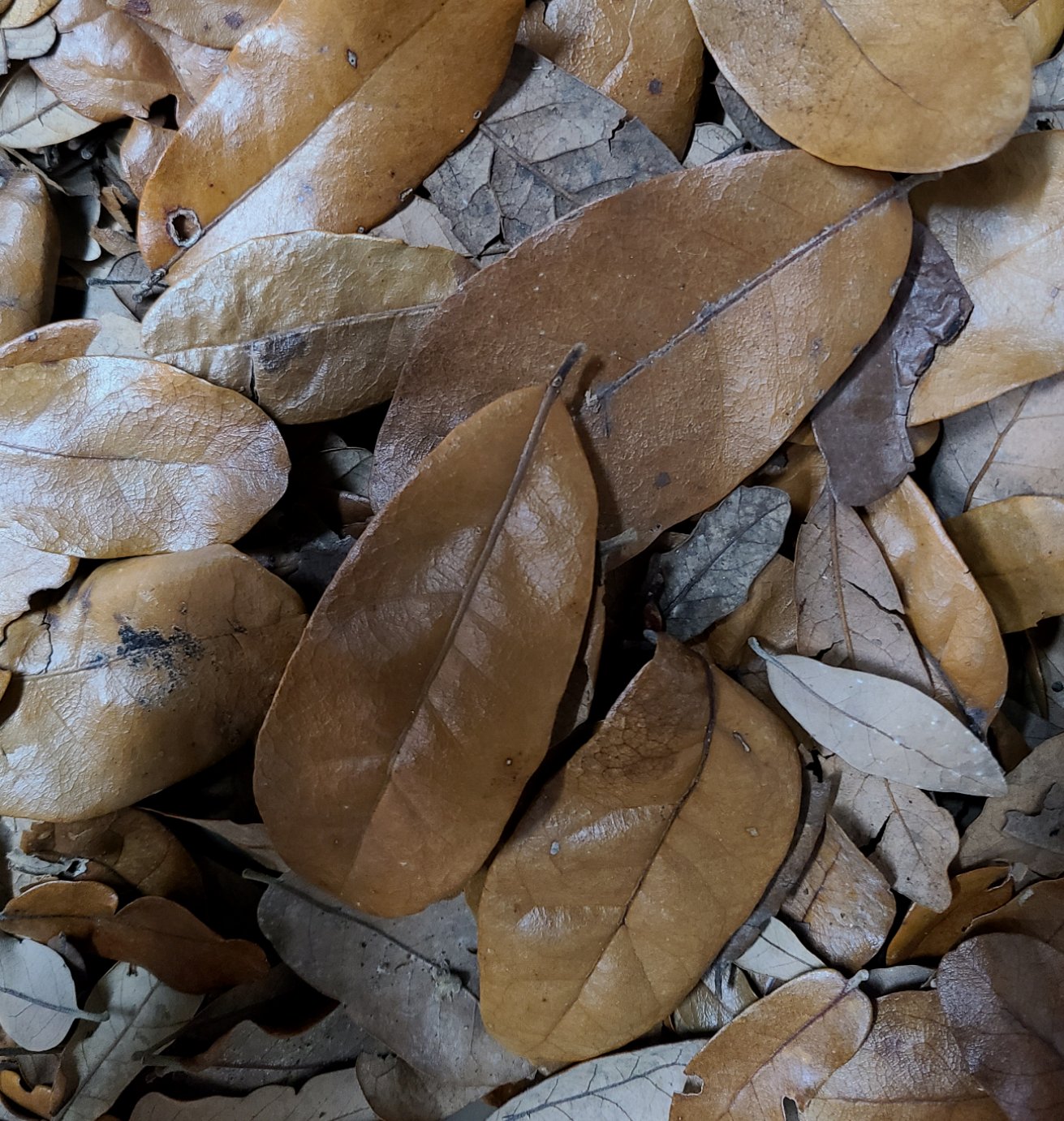 Temperate Leaf Litter - Live Oak