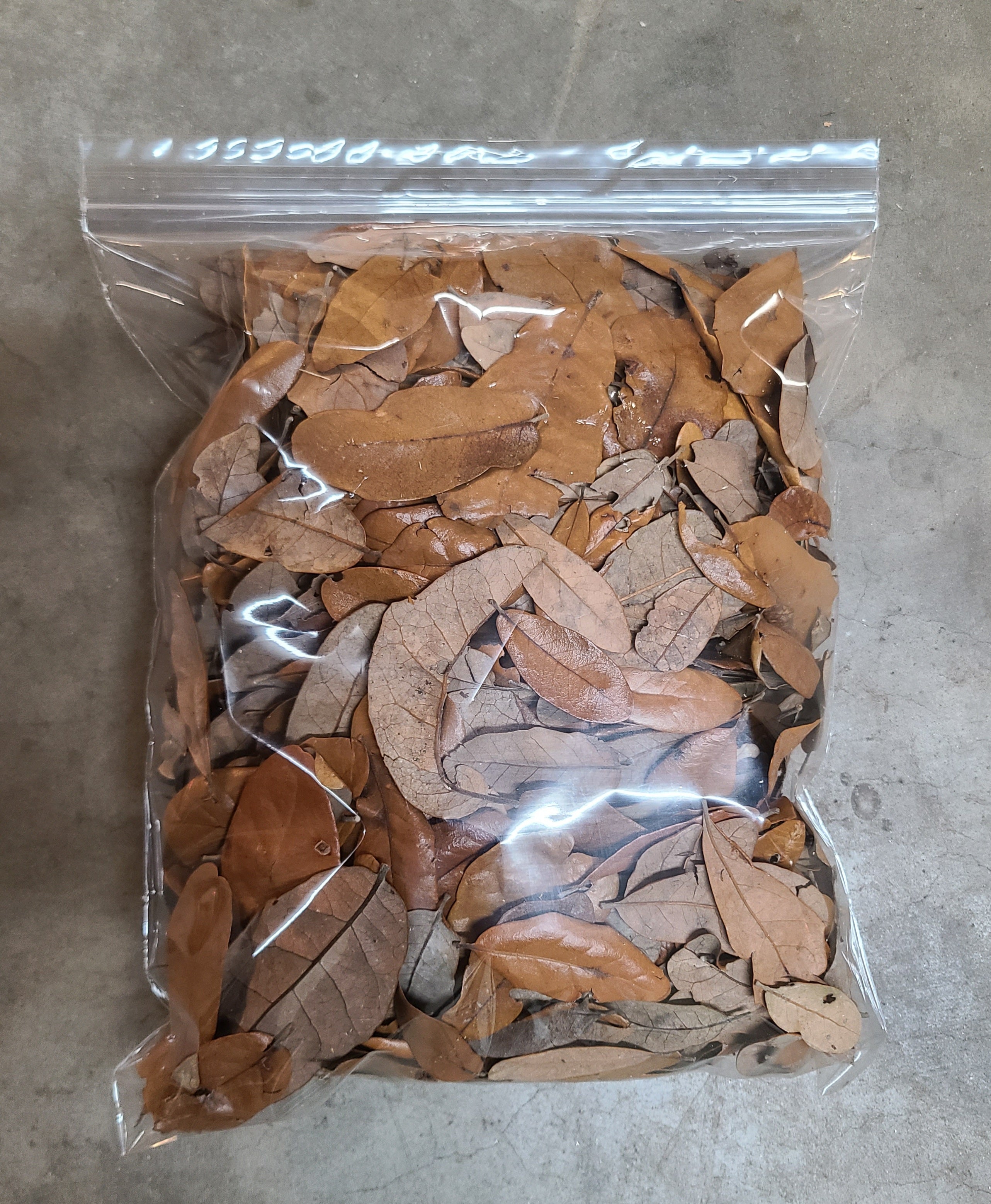 Temperate Leaf Litter - Live Oak