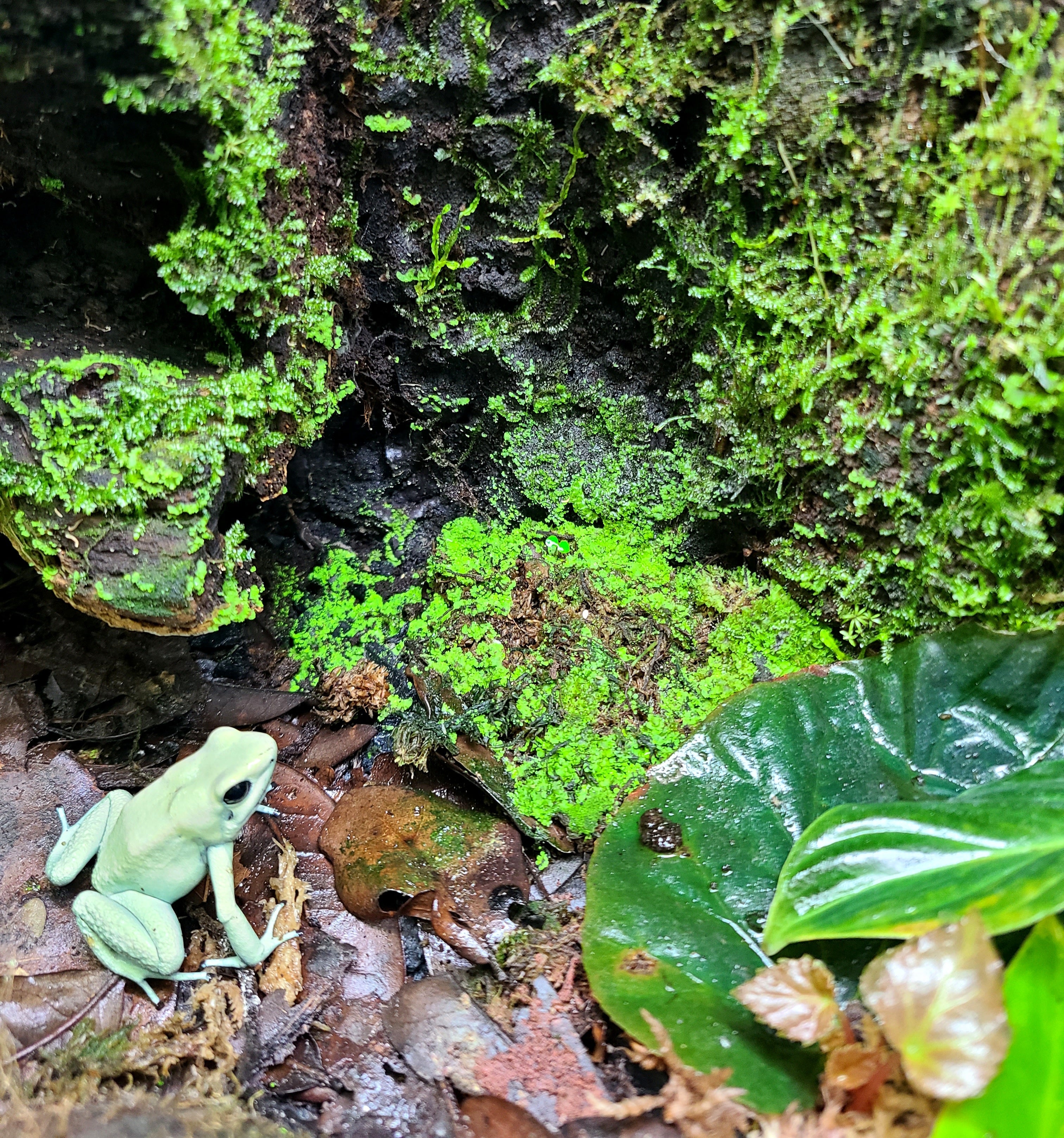 BryoBlend Premium Wet Moss Mix