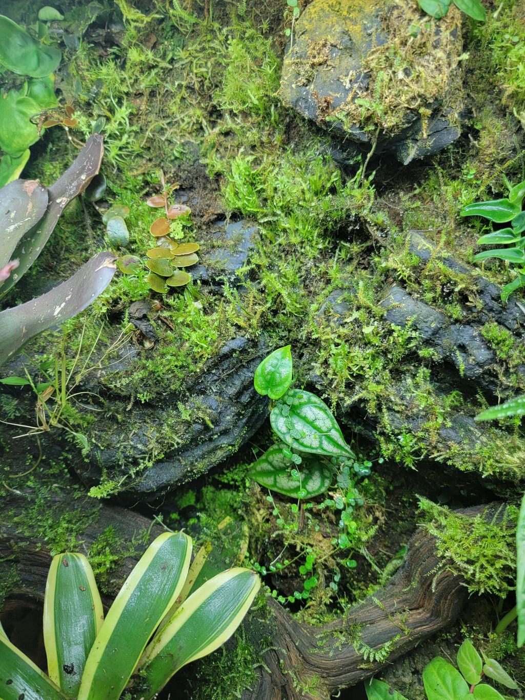 BryoBlend Premium Wet Moss Mix