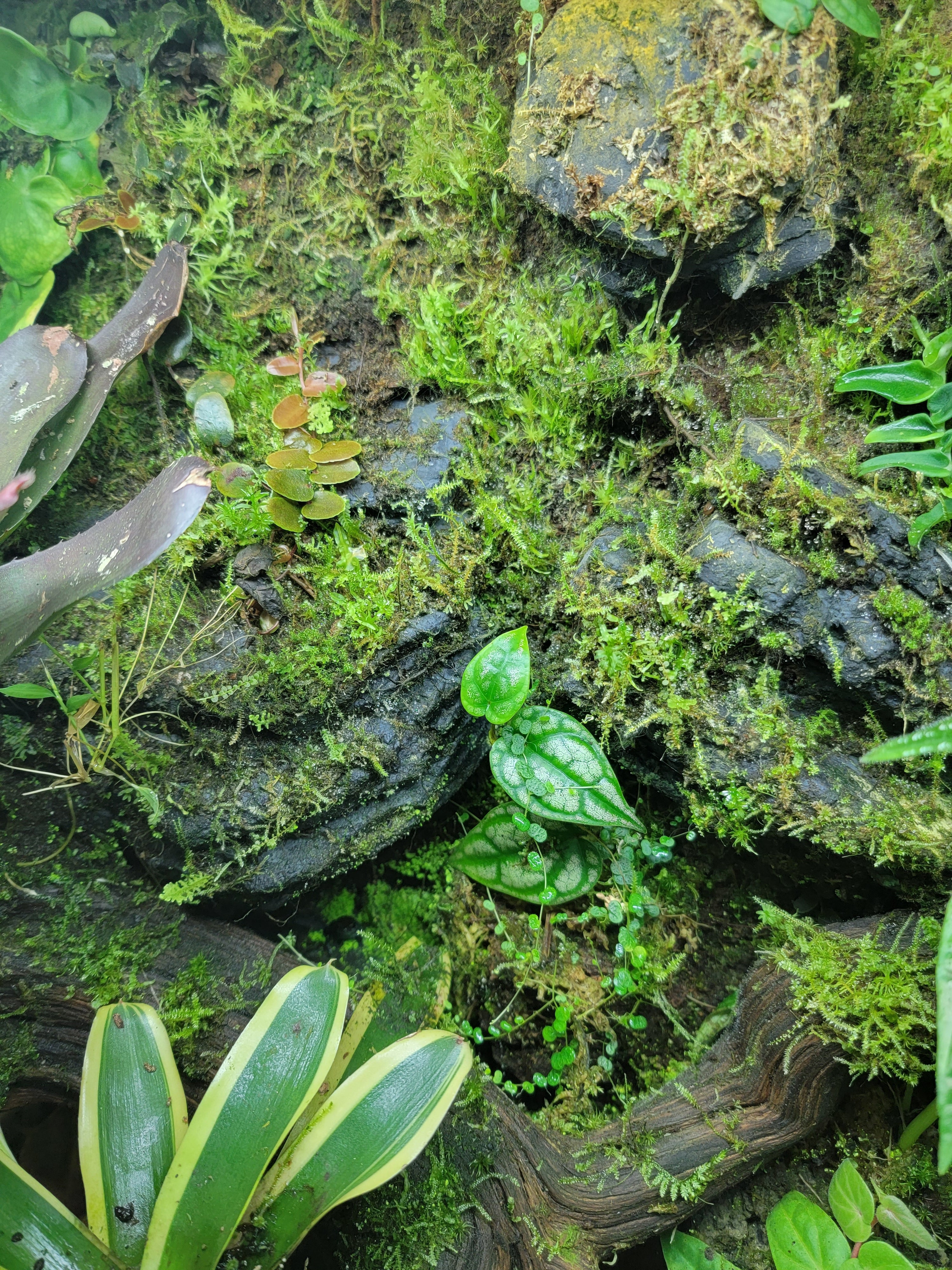 BryoBlend Premium Wet Moss Mix