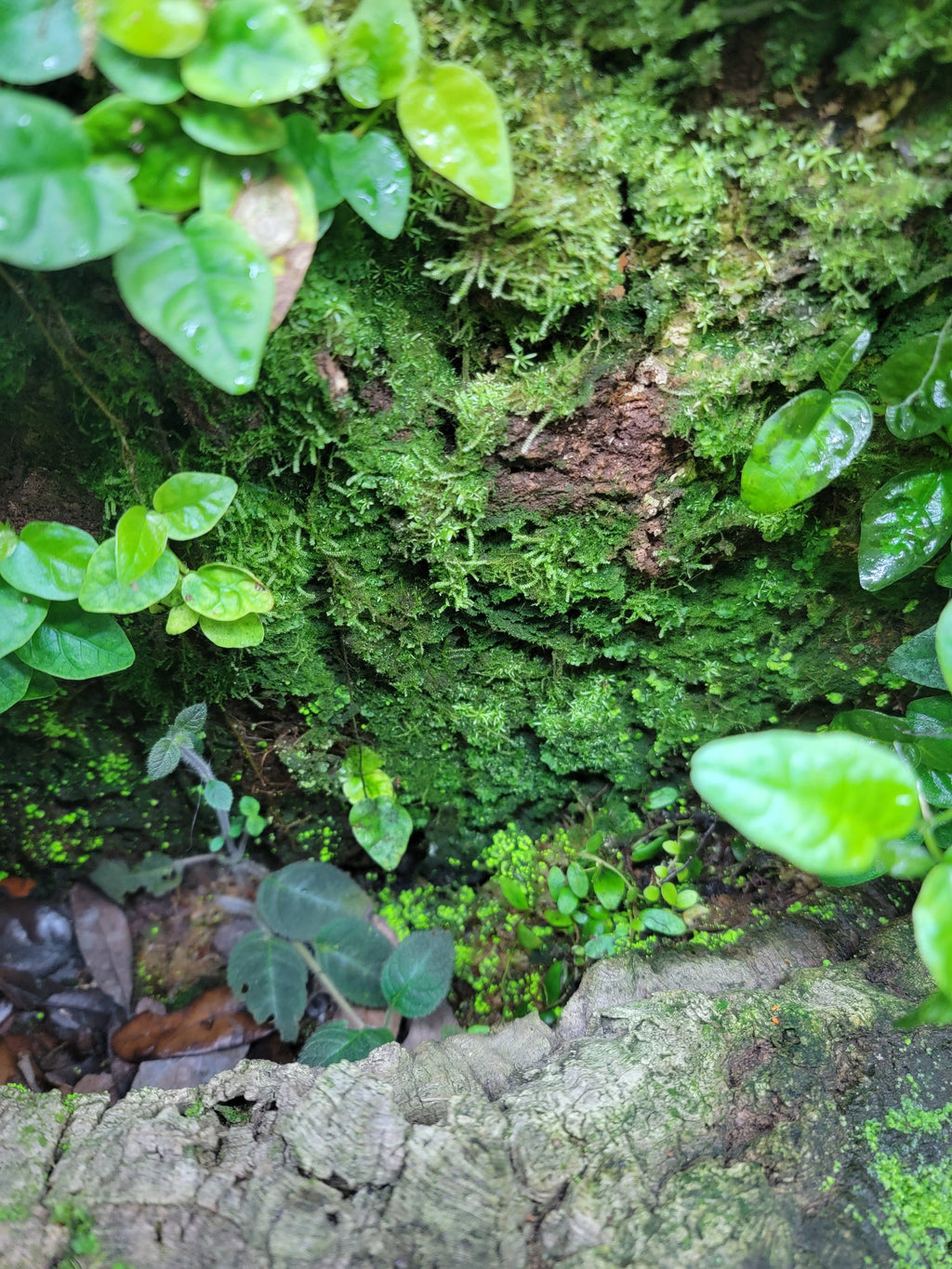 BryoBlend Premium Wet Moss Mix