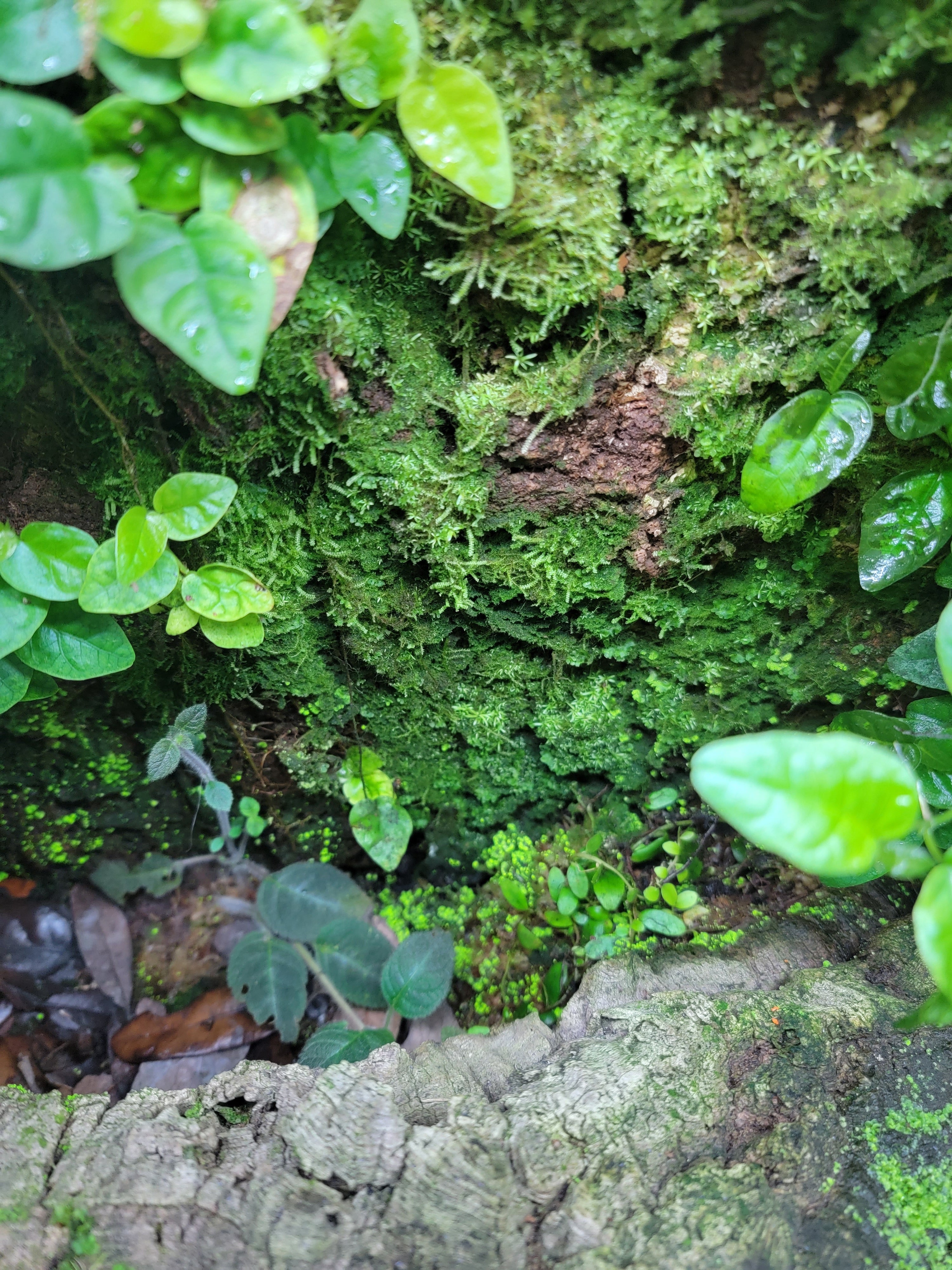 BryoBlend Premium Wet Moss Mix