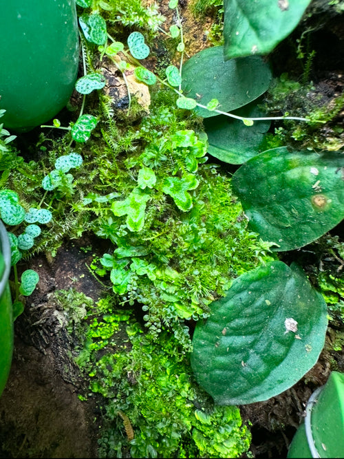 BryoBlend Premium Wet Moss Mix
