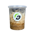 Fruit Fly (Drosophila melanogaster) wingless culture (DEVELOPING - PRE-PRODUCING) - 32 oz