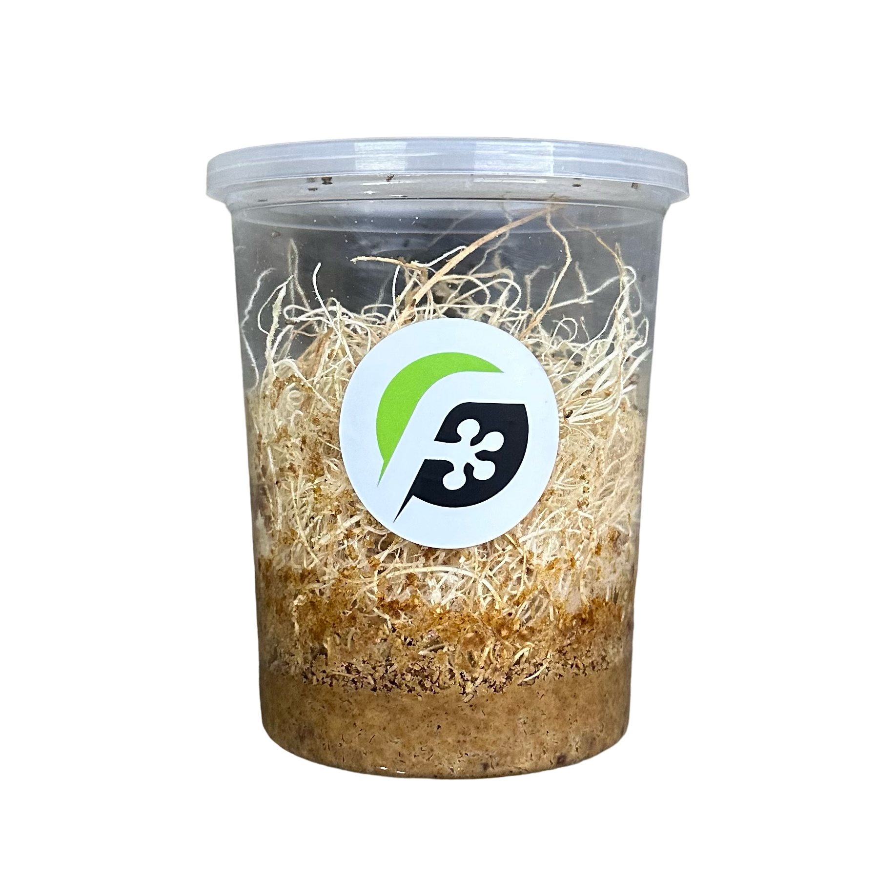 Fruit Fly (Drosophila melanogaster) wingless culture (DEVELOPING - PRE-PRODUCING) - 32 oz