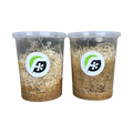 Fruit Fly (Drosophila melanogaster) wingless culture "FLYPAK - COMBO DEALS"