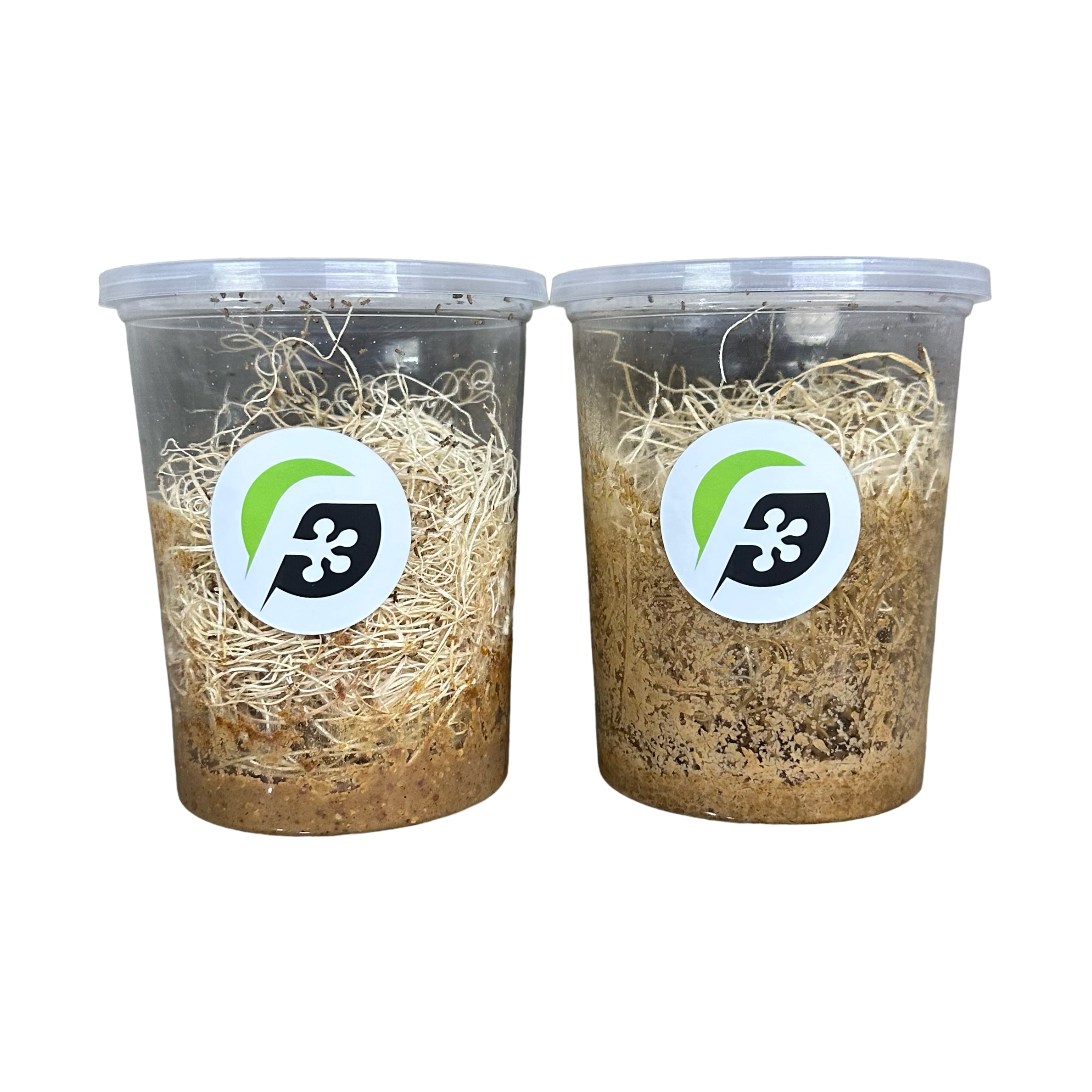 Fruit Fly (Drosophila melanogaster) wingless culture "FLYPAK - COMBO DEALS"