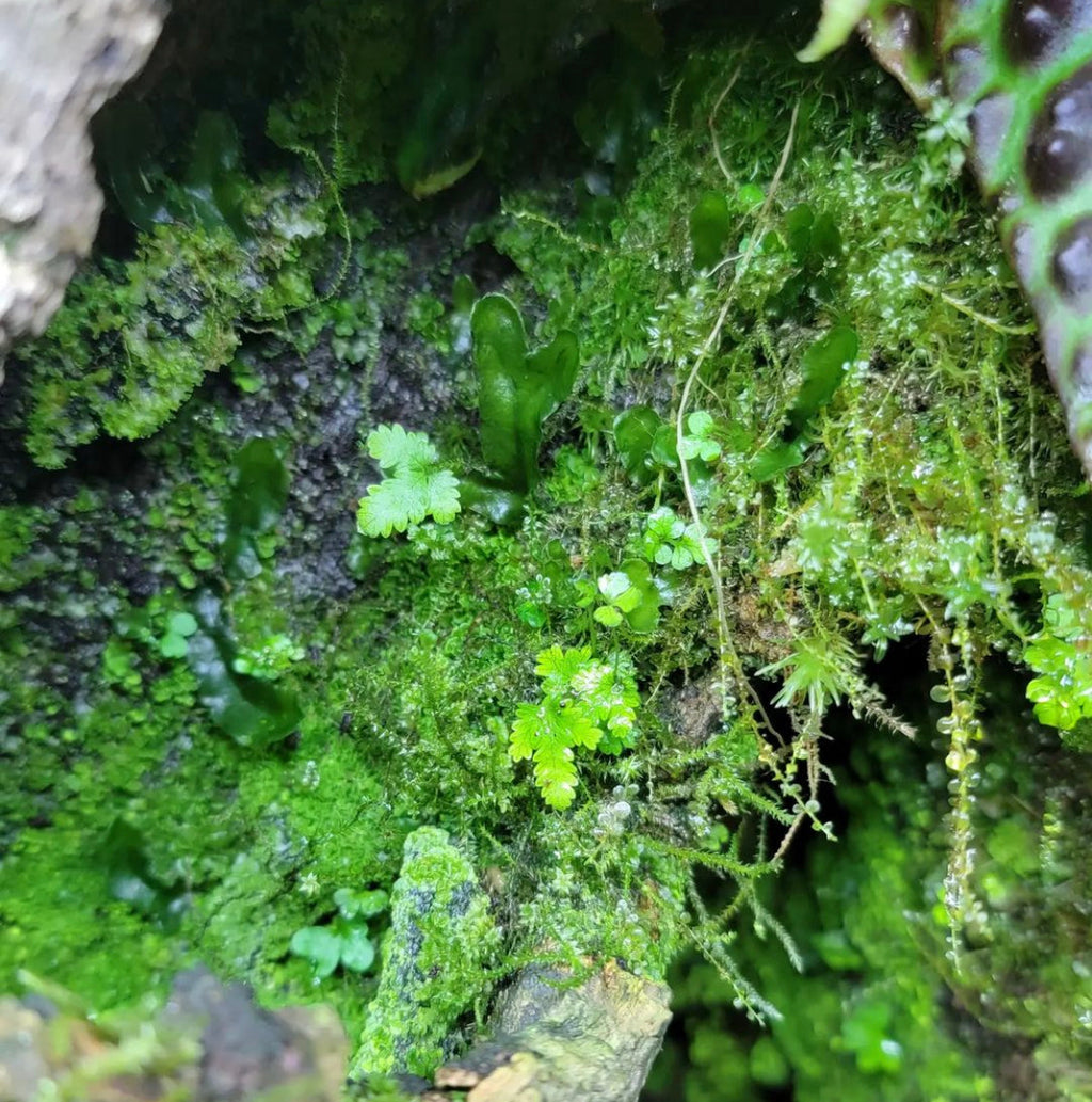 BryoBlend Premium Wet Moss Mix