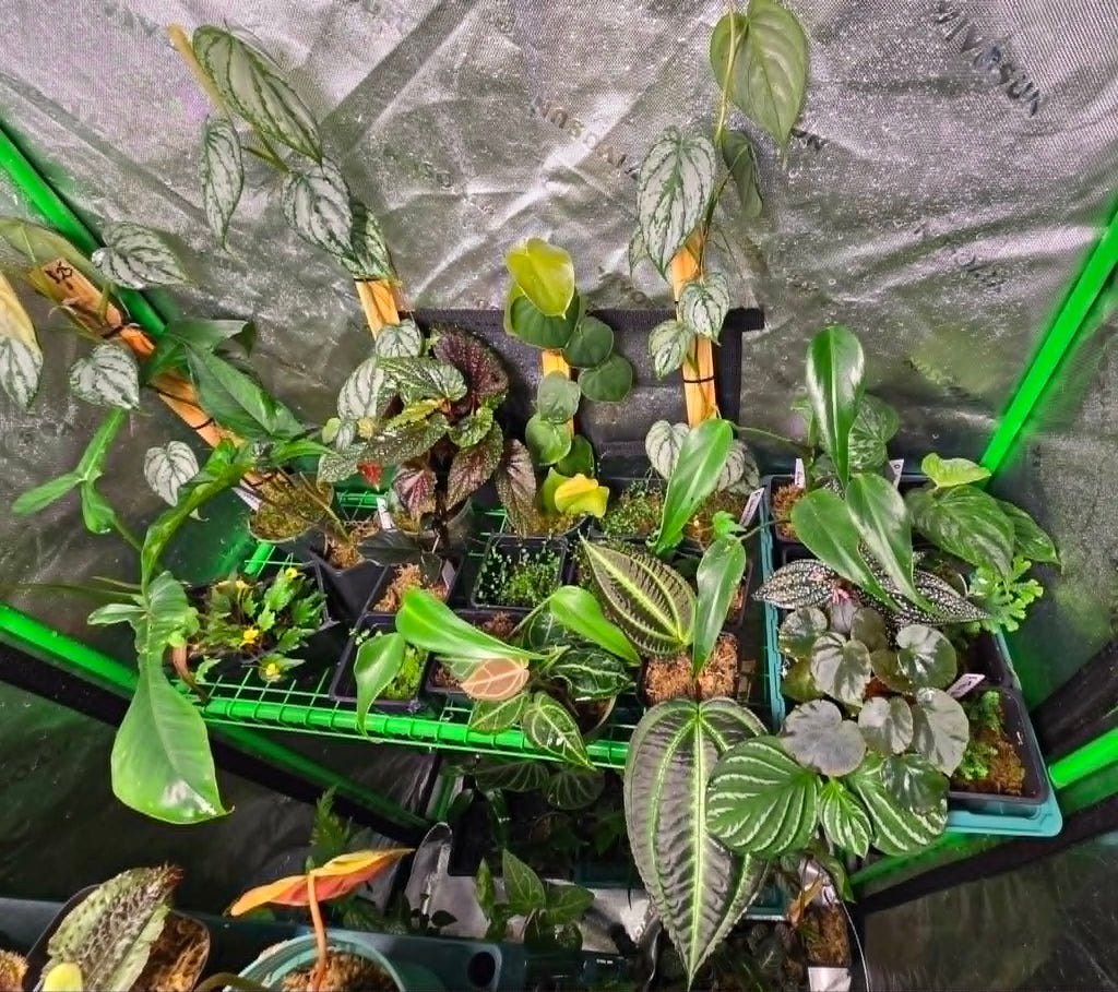 Growers Choice Plant package (7-10 plants)