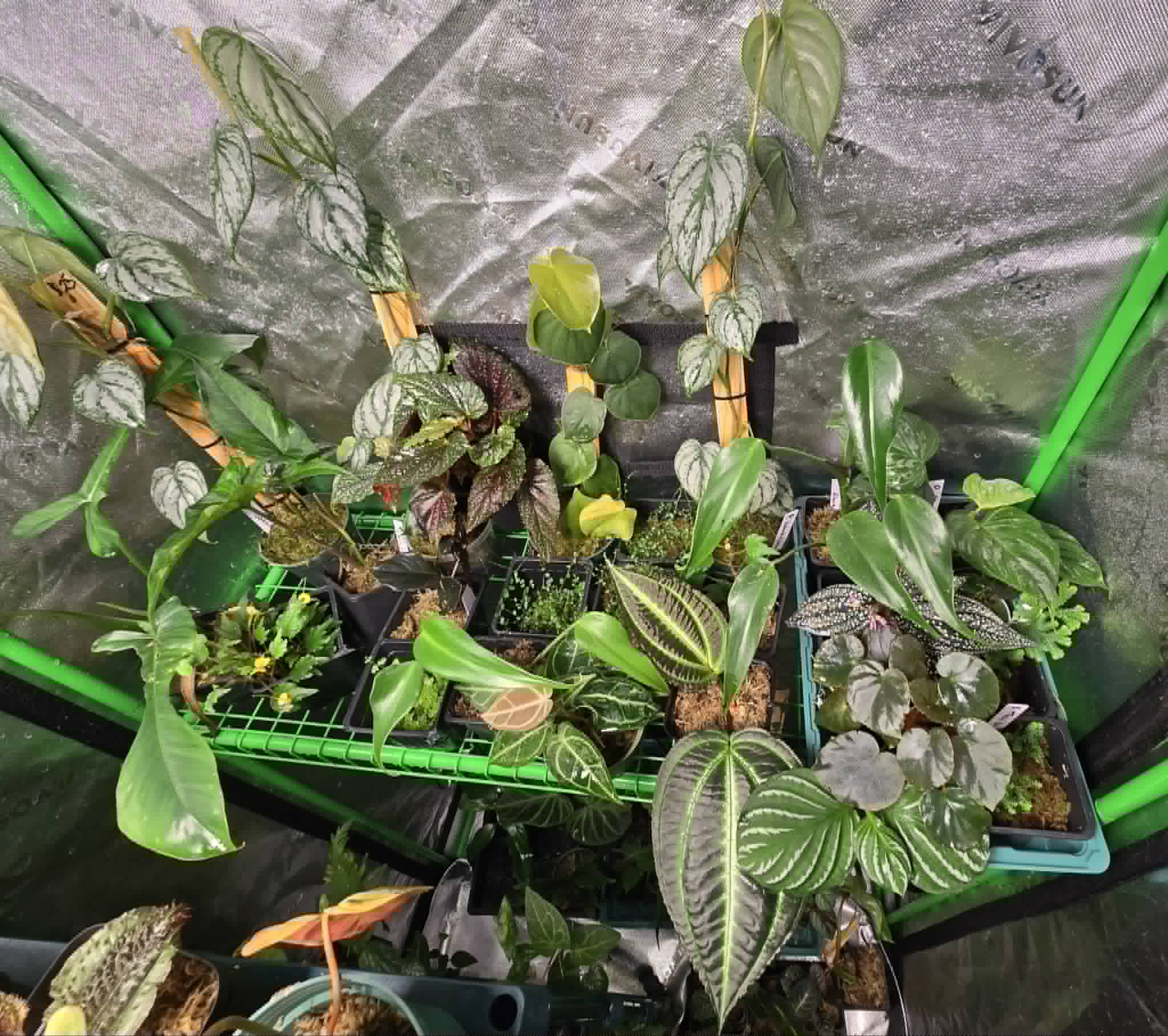 Growers Choice Plant package (12-15 Plants)