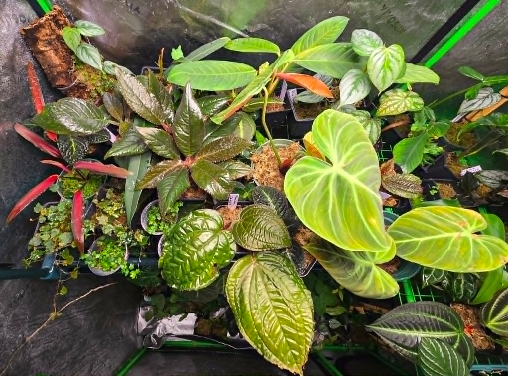 Growers Choice Plant package (7-10 plants)