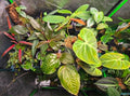 Growers Choice Plant package (7-10 plants)