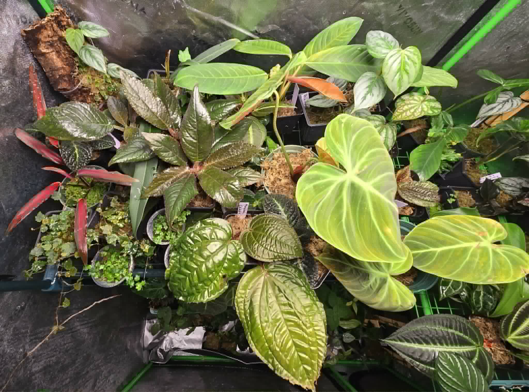 Growers Choice Plant package (12-15 Plants)