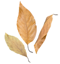 Tropical Leaf Litter - Avocado Leaves