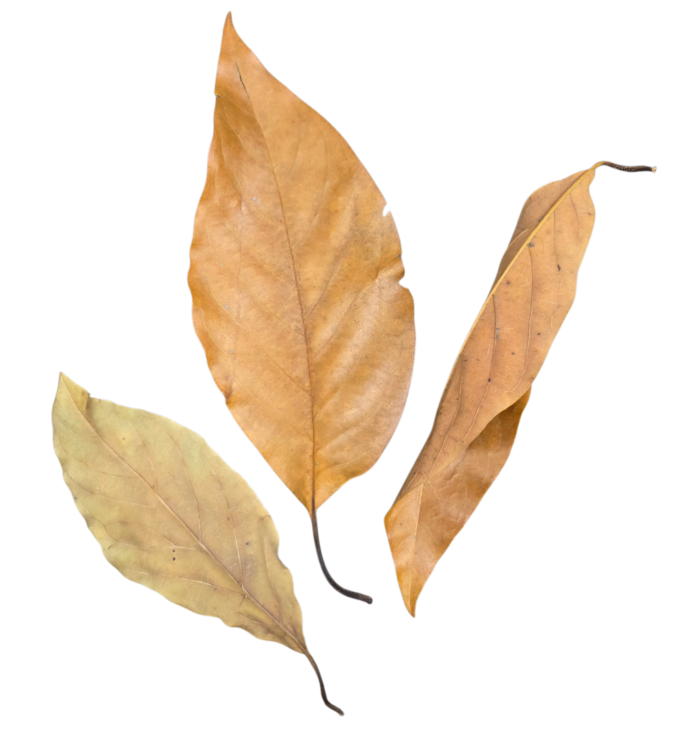 Tropical Leaf Litter - Avocado Leaves