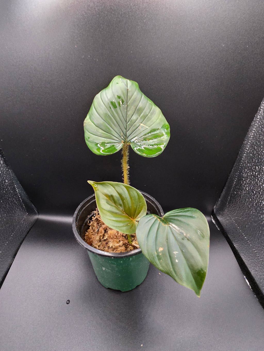Philodendron serpens