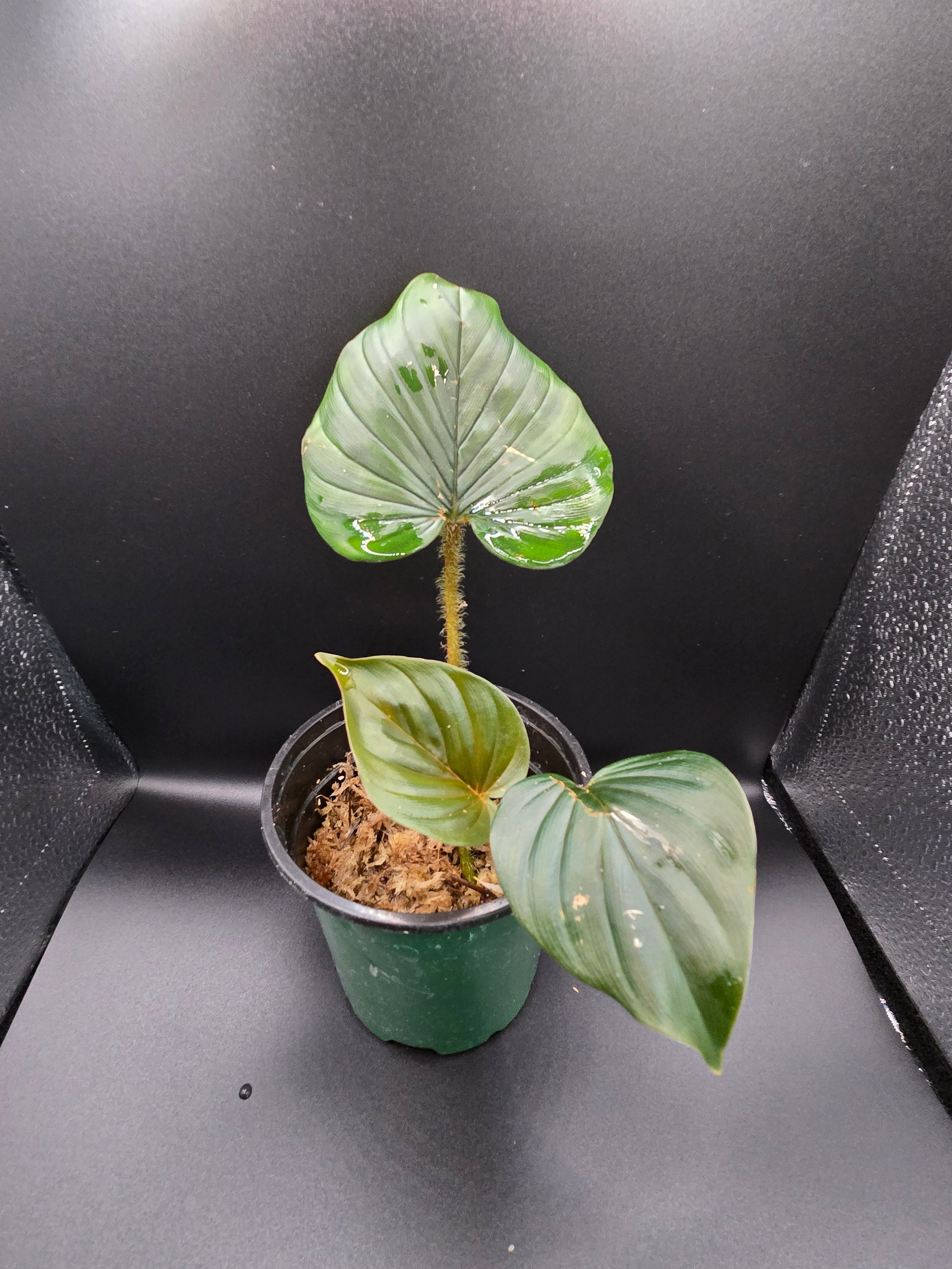Philodendron serpens