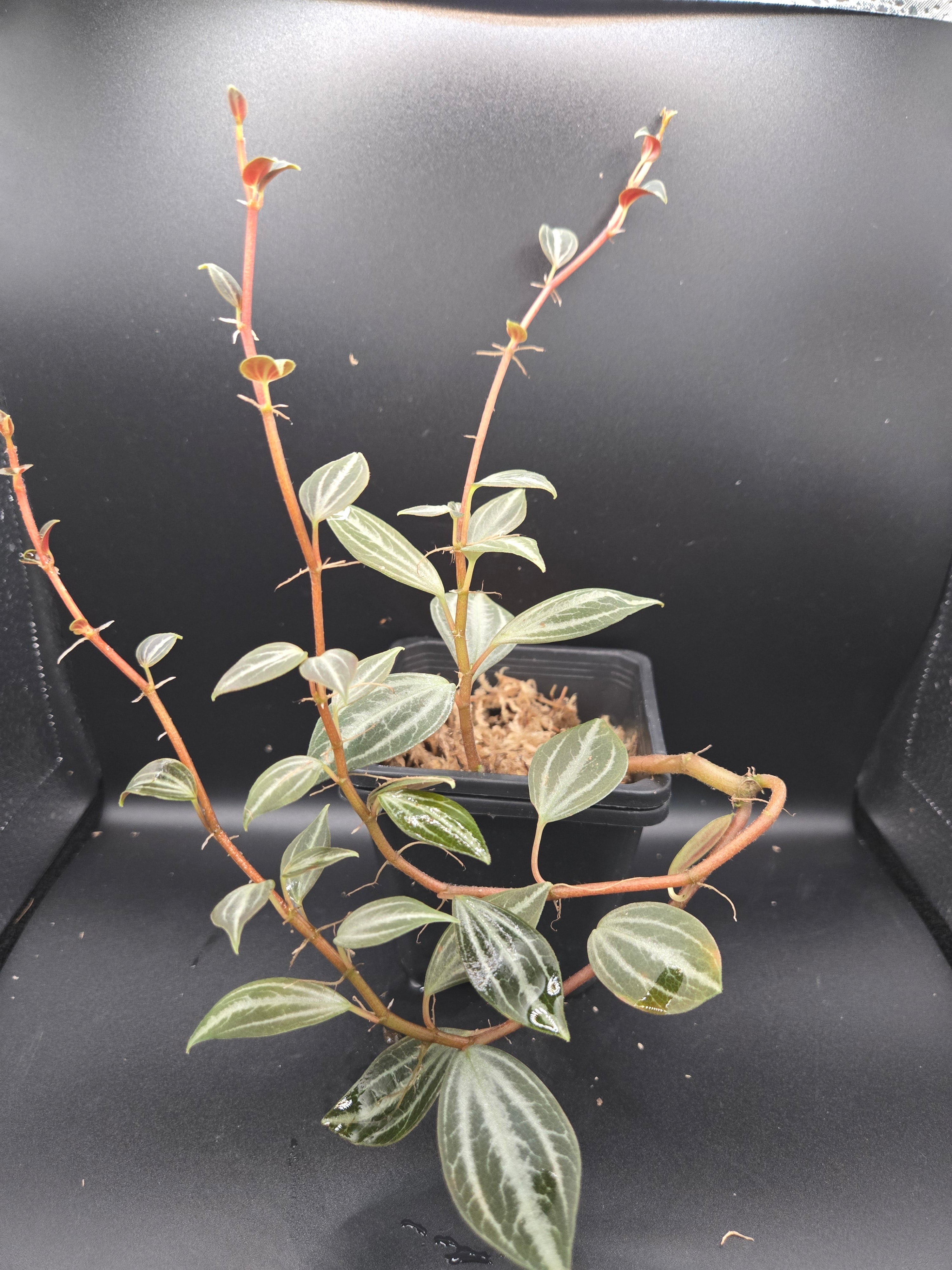 Peperomia bicolor
