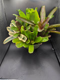 Bromeliad package