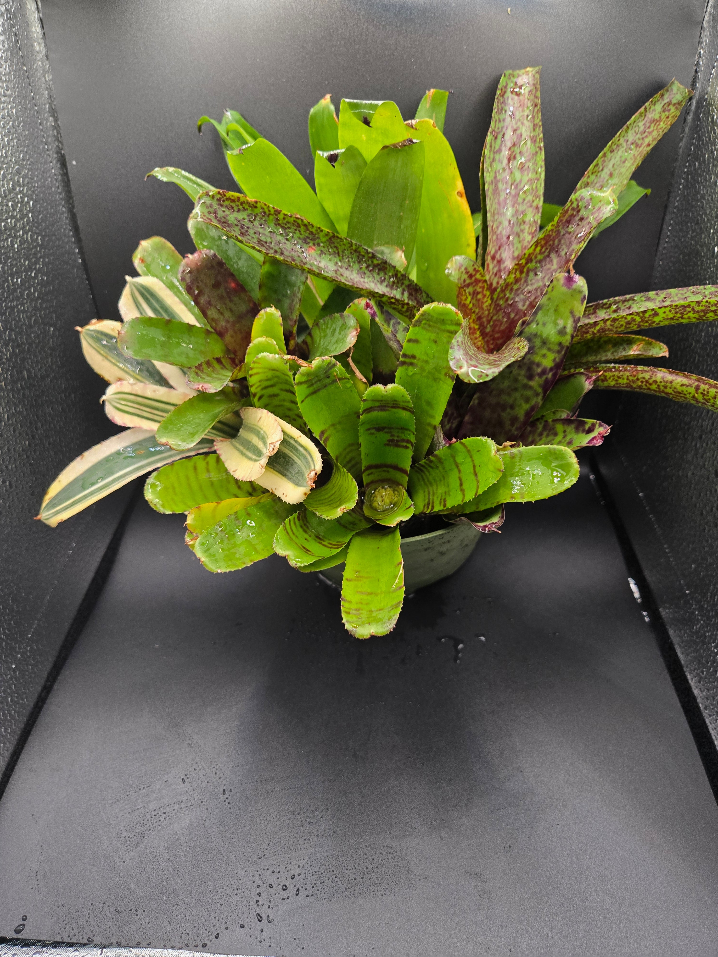 Bromeliad package
