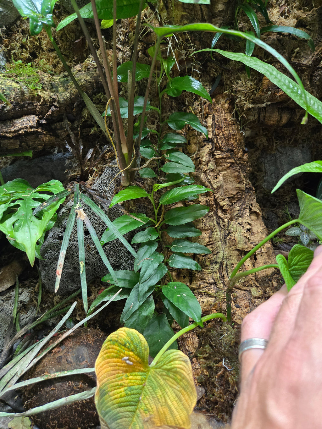 Philodendron sect. pteromischum "Costa Rica"
