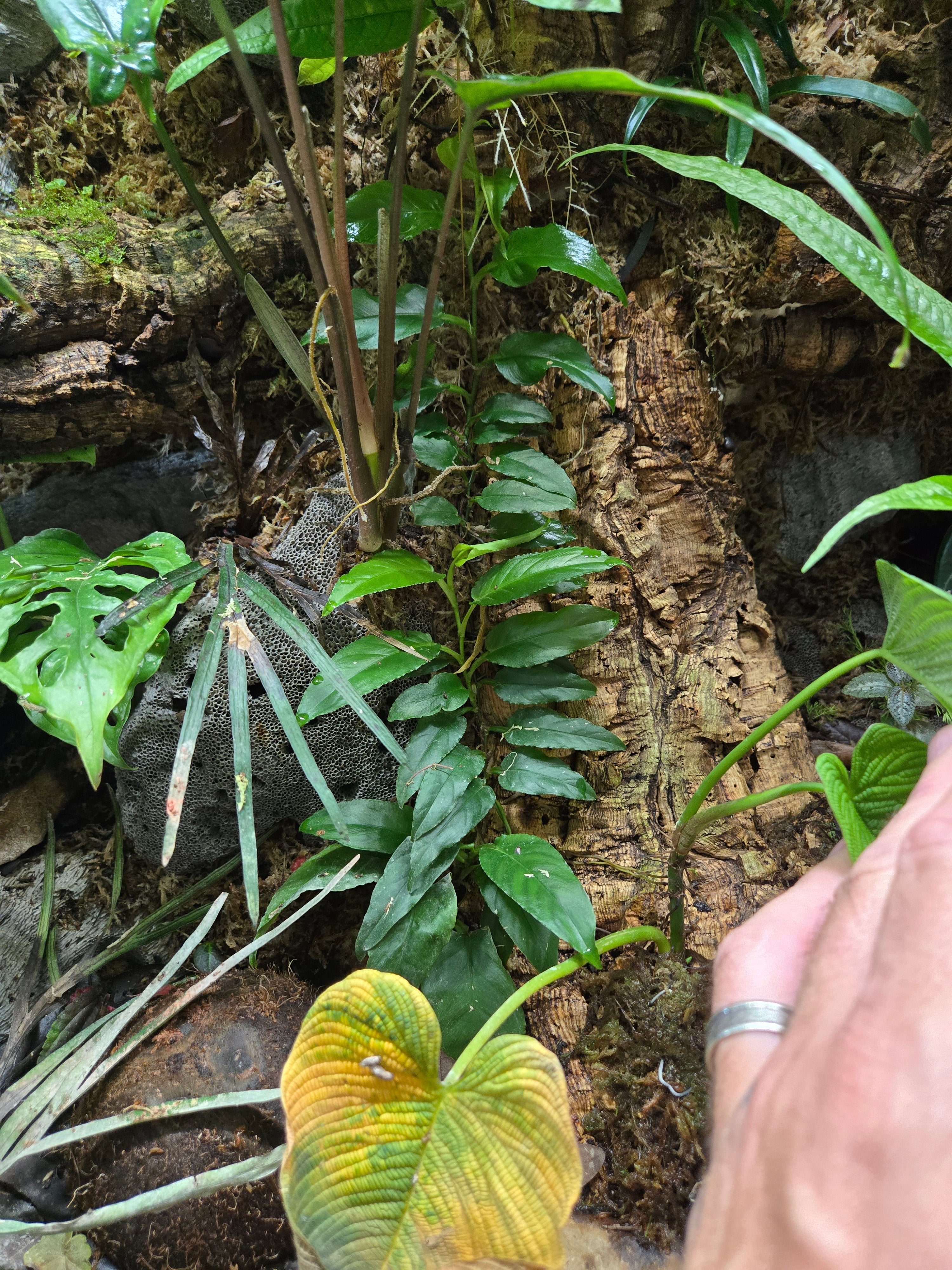 Philodendron sect. pteromischum "Costa Rica"