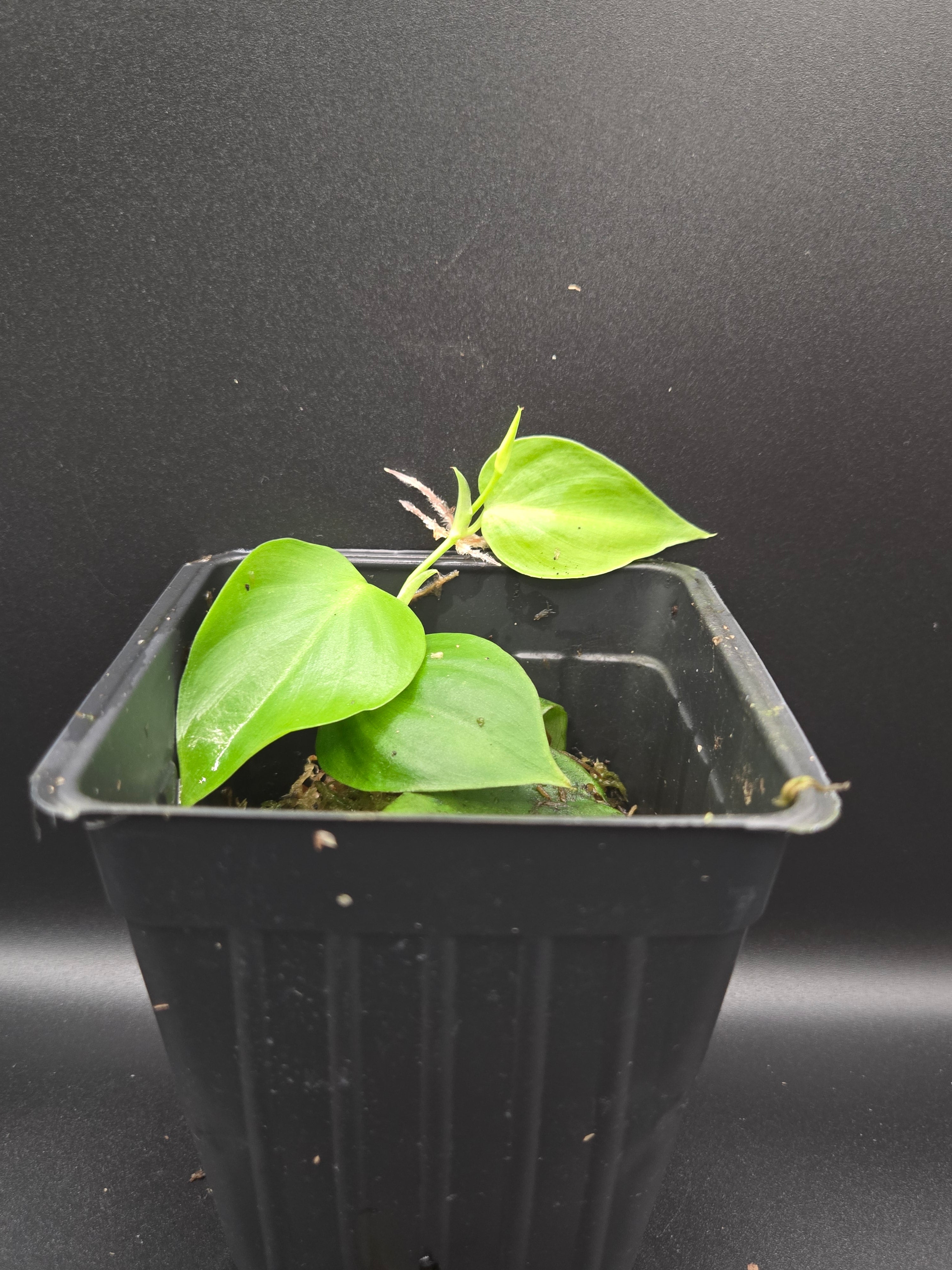 Philodendron sp. "shingling"