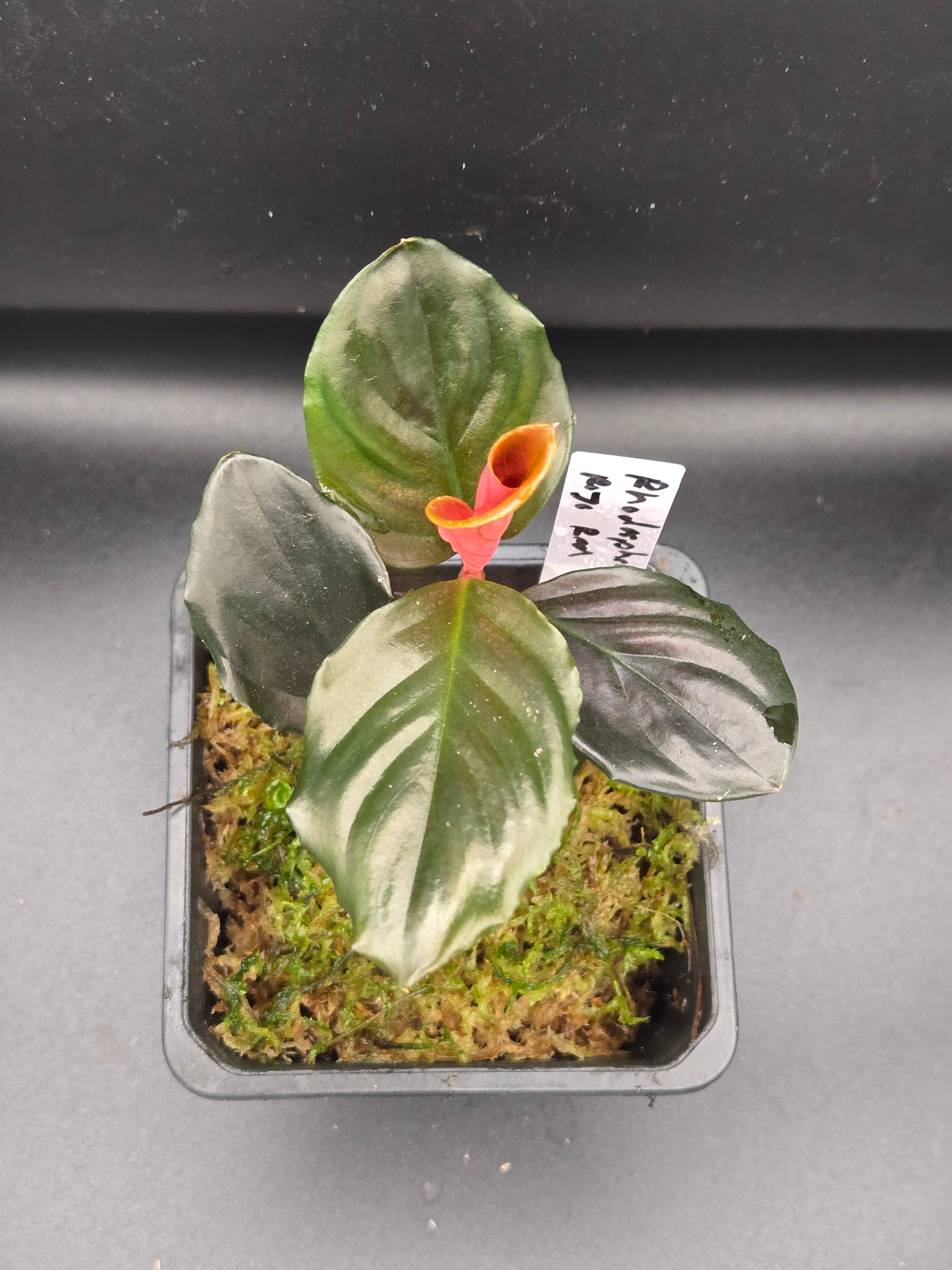 Rhodospatha rojo