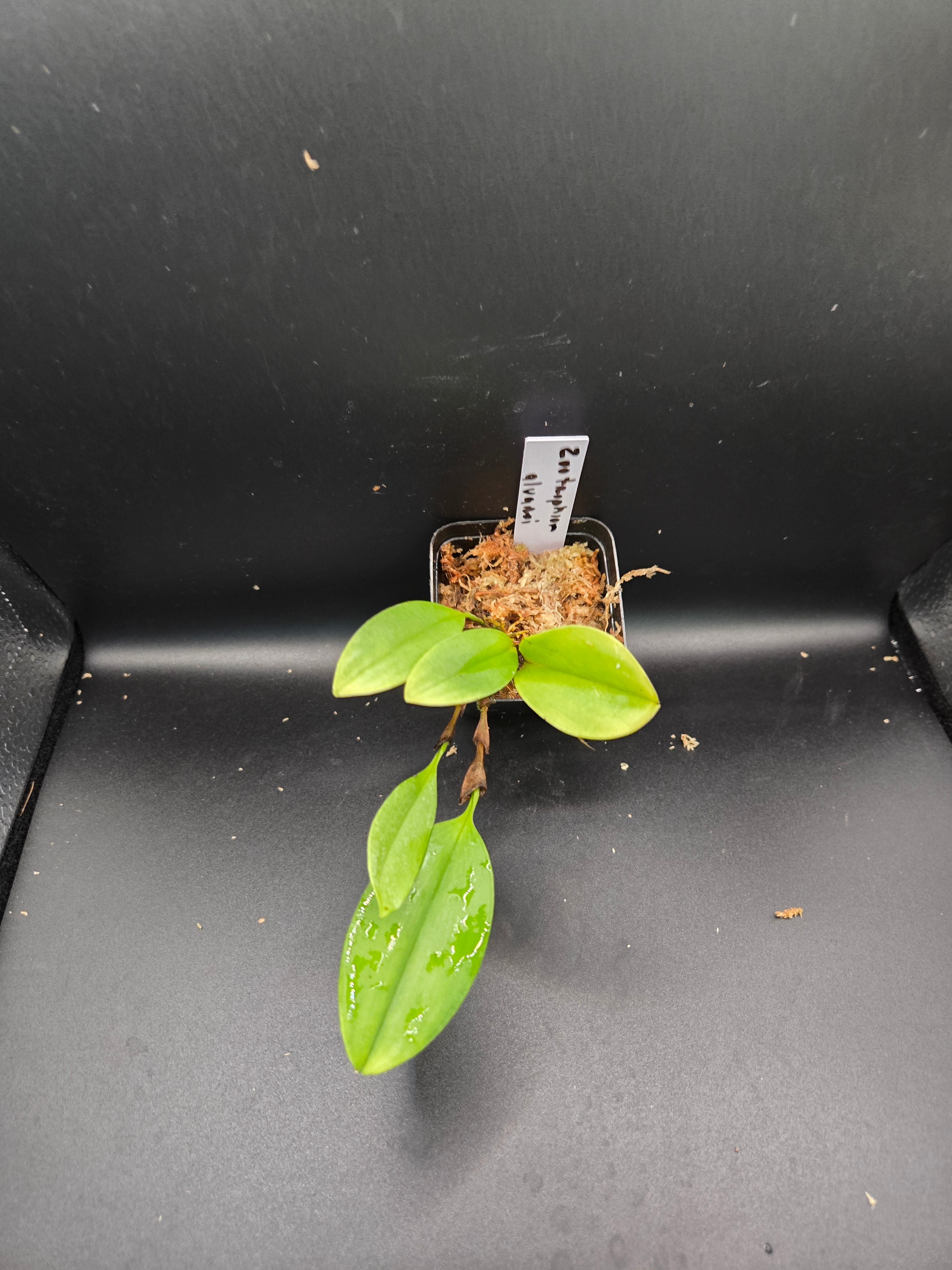 Zootrophion alvaroi