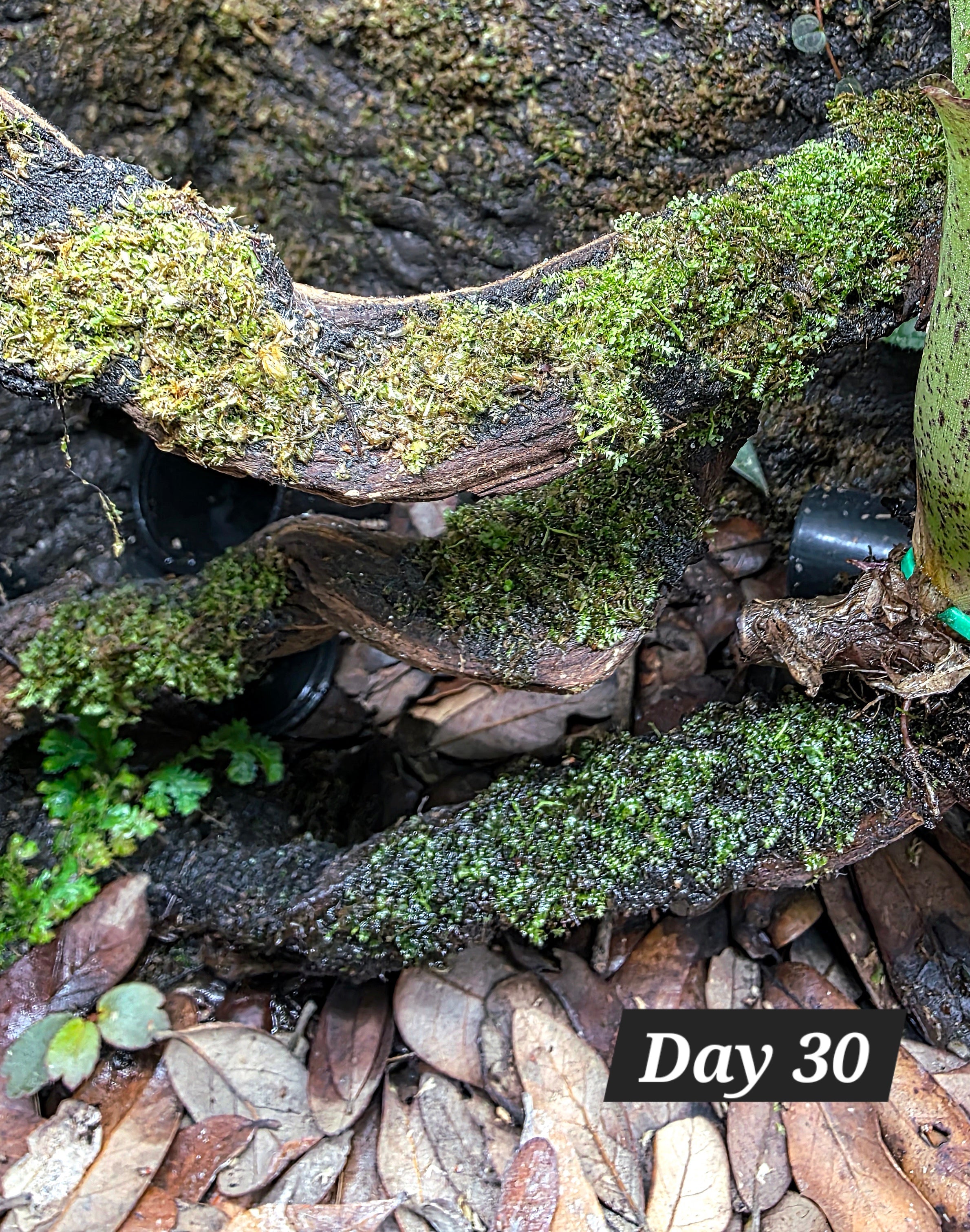 BryoBase - Moss Adhesion Layer