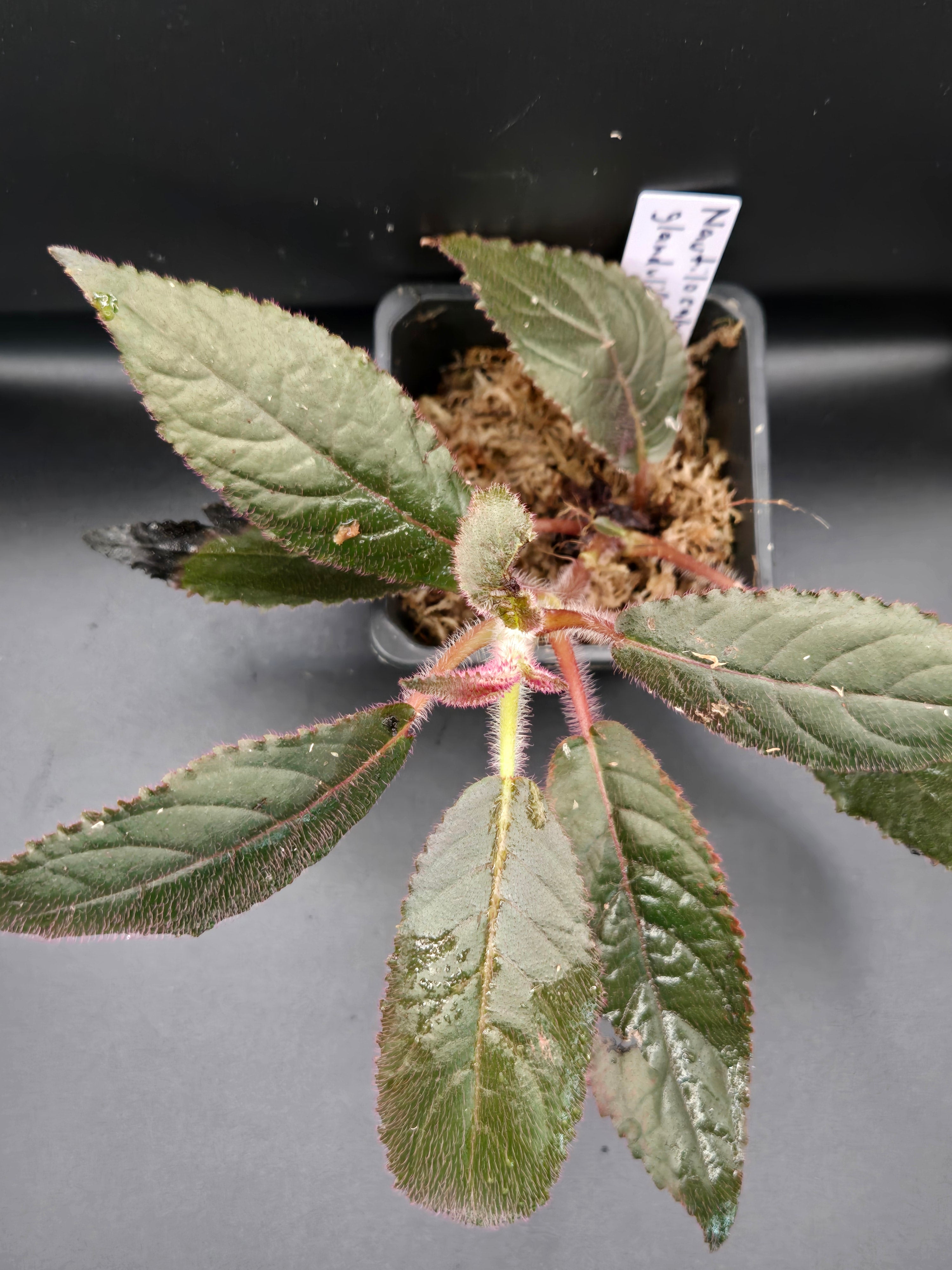 Nautilocalyx glandulifera