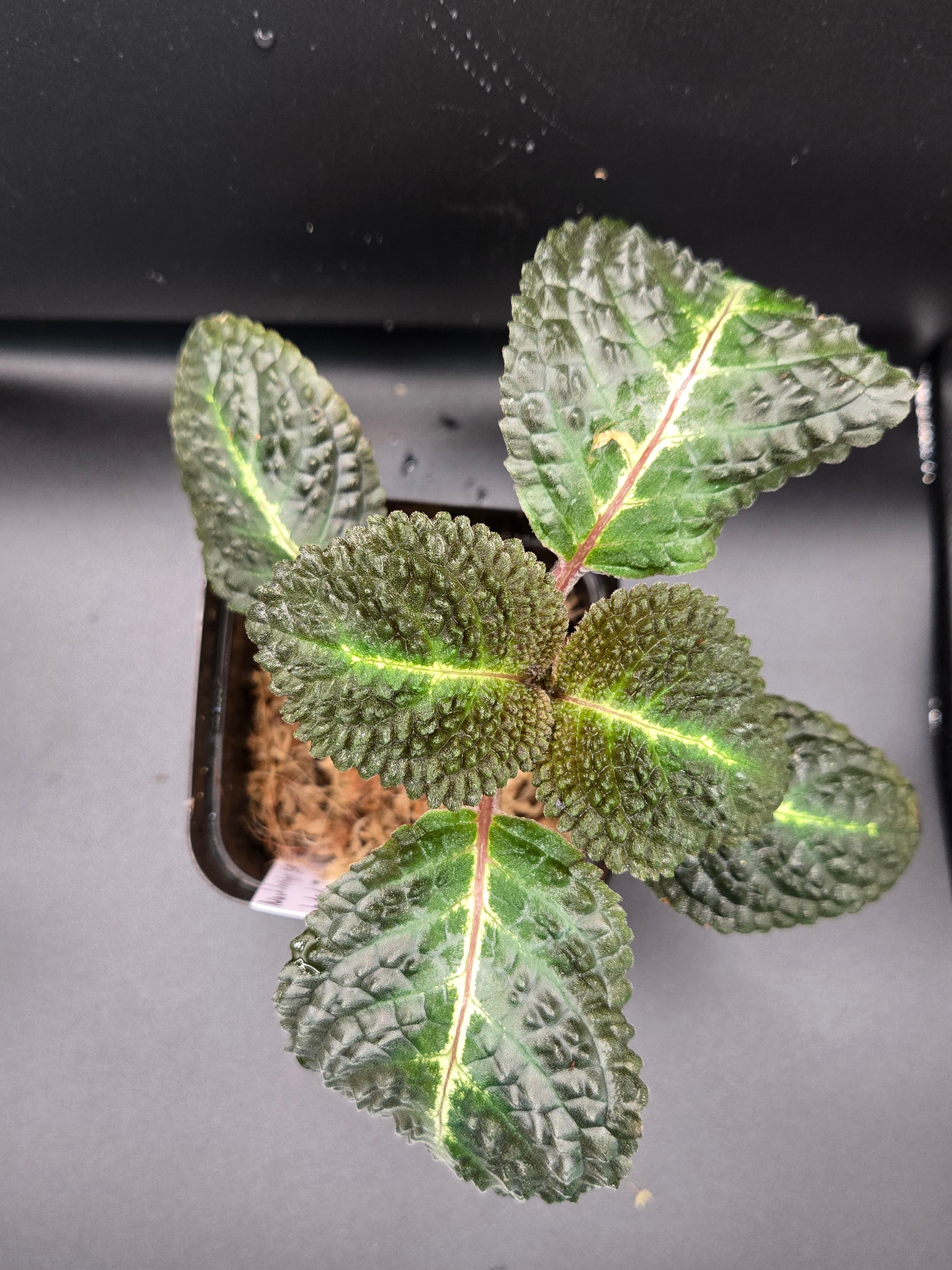 Nautilocalyx sp (episcia hibrida taisha)