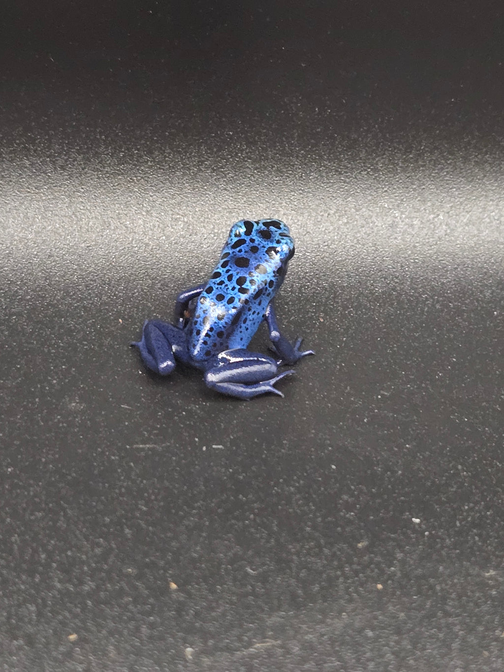 Dendrobates Tinctorius "azureus"