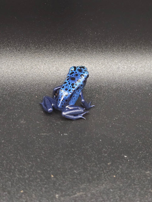 Dendrobates Tinctorius "azureus"