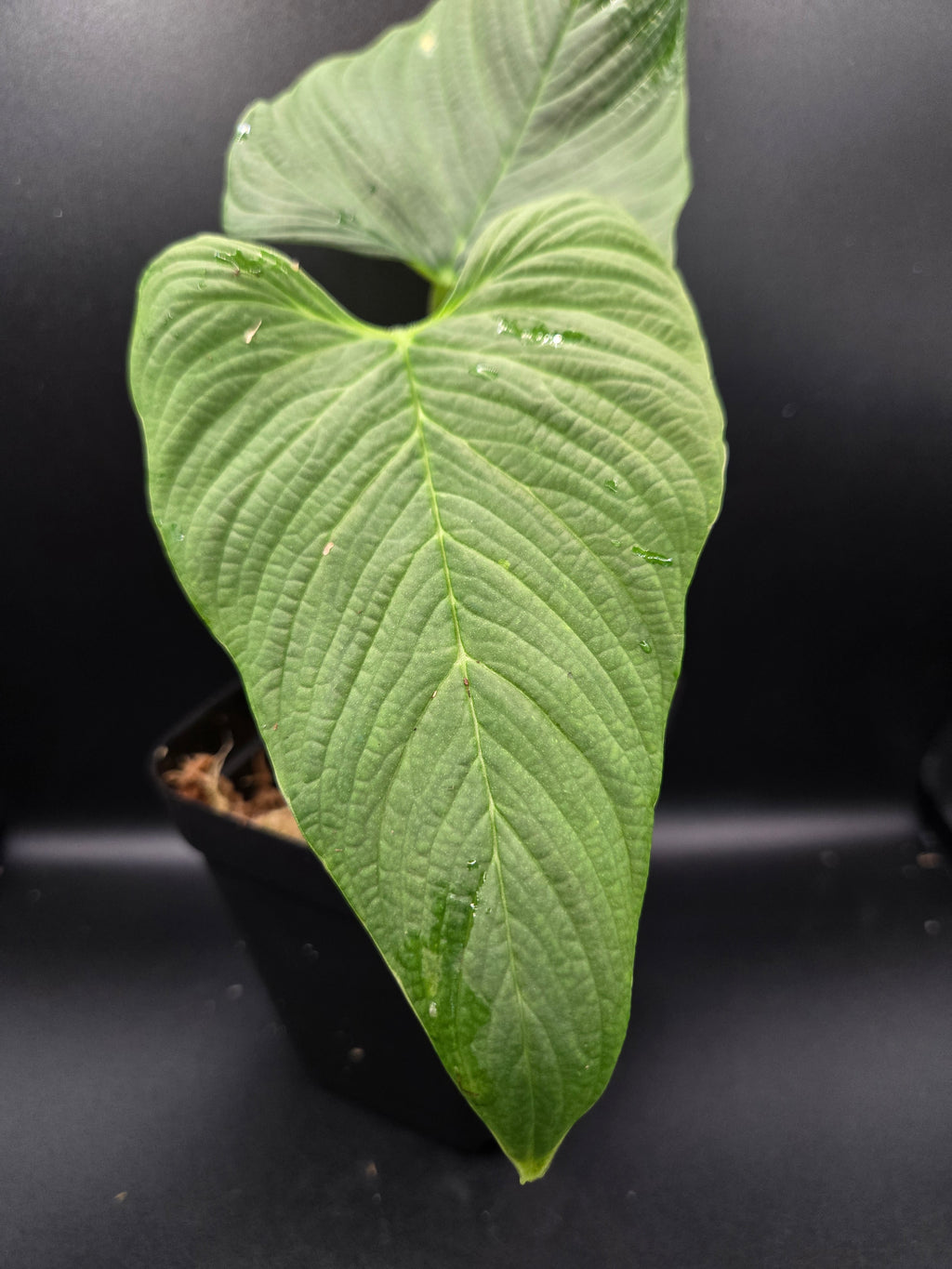 Philodendron corrugatum