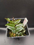 Marcgravia sp azreal