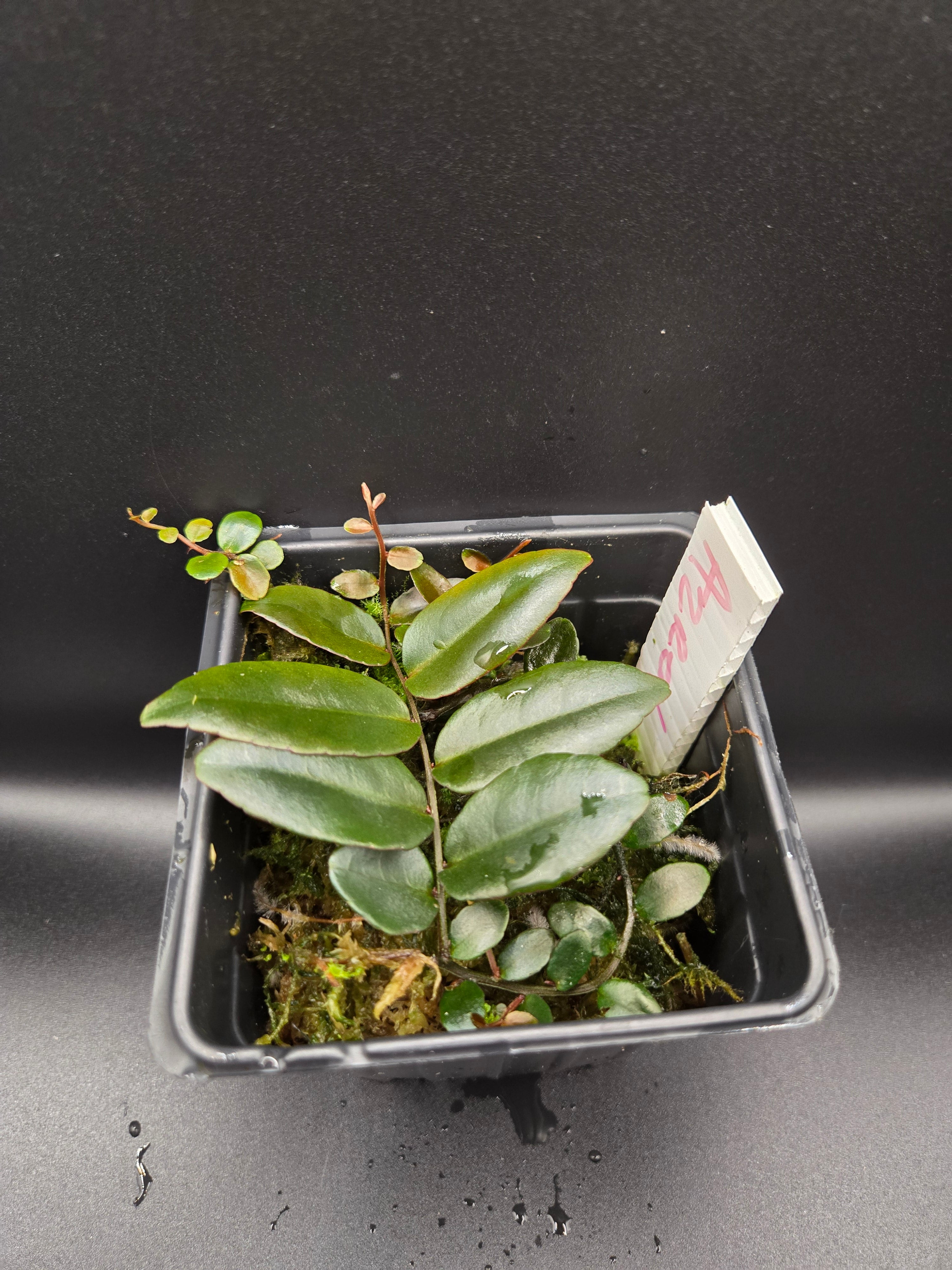 Marcgravia sp azreal