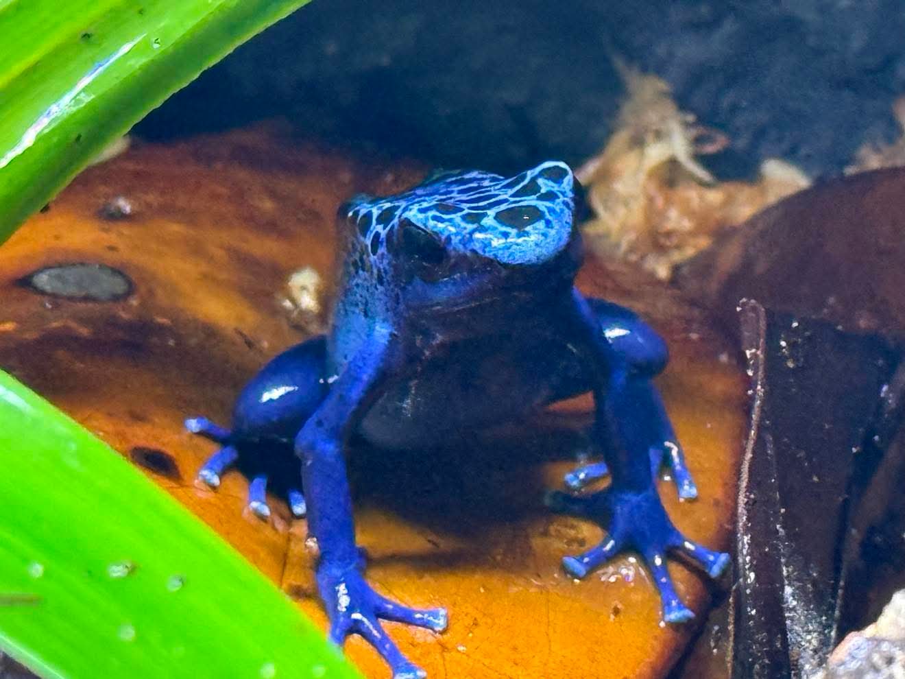 Dendrobates Tinctorius "azureus"