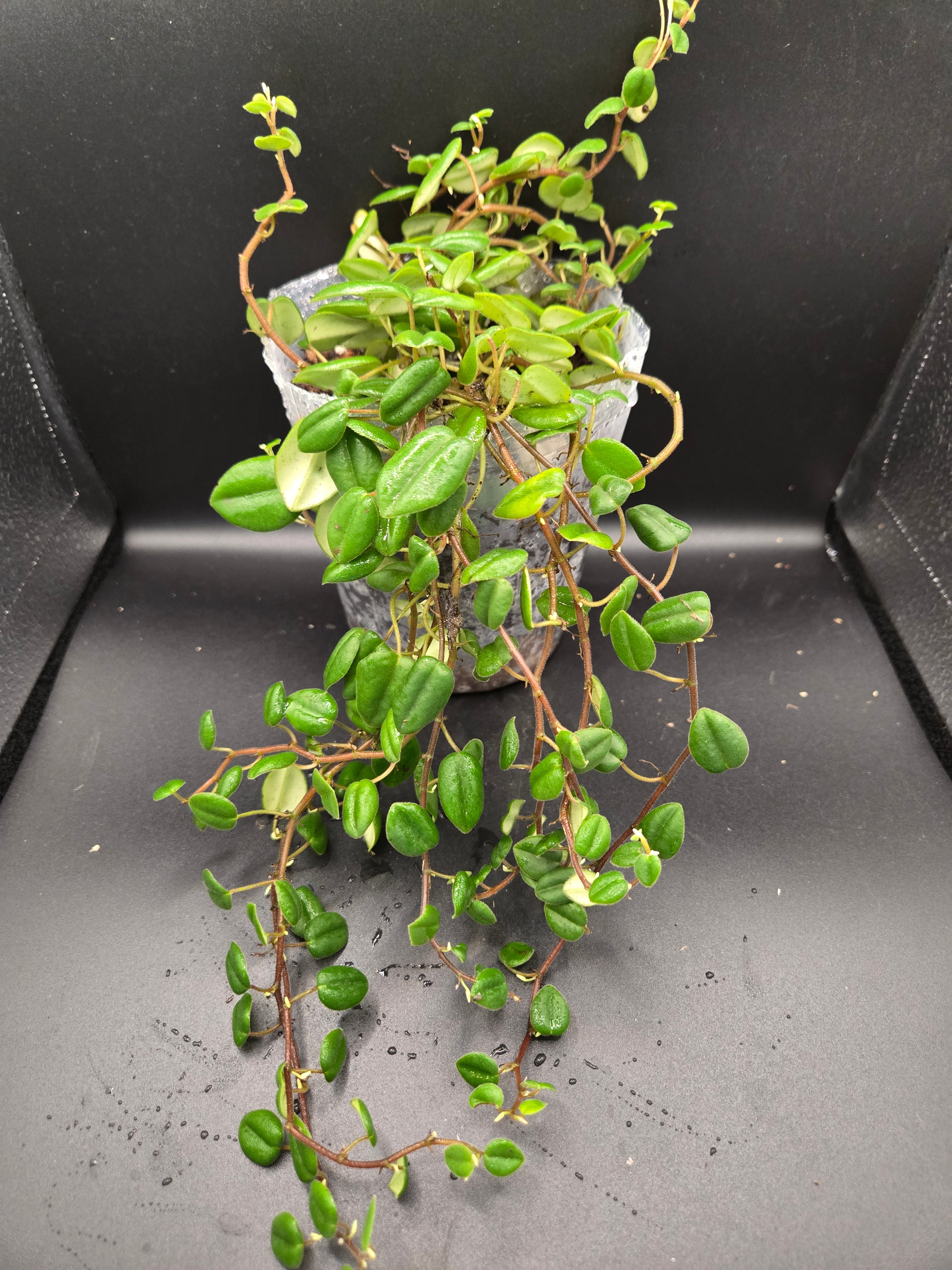 Peperomia sp loreto