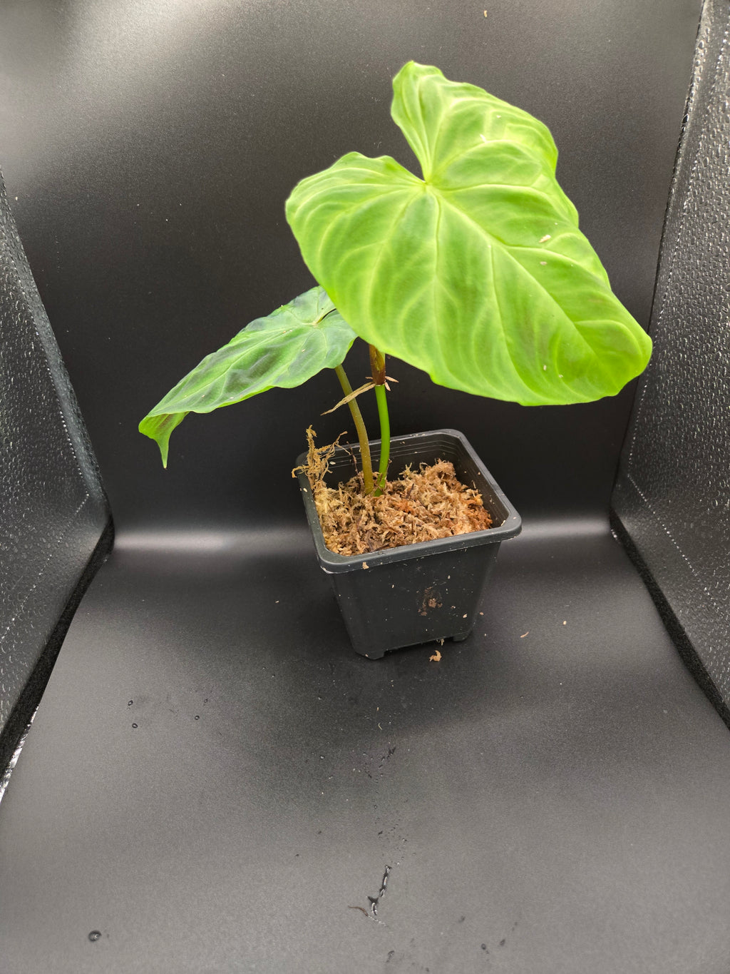Philodendron Veracossum