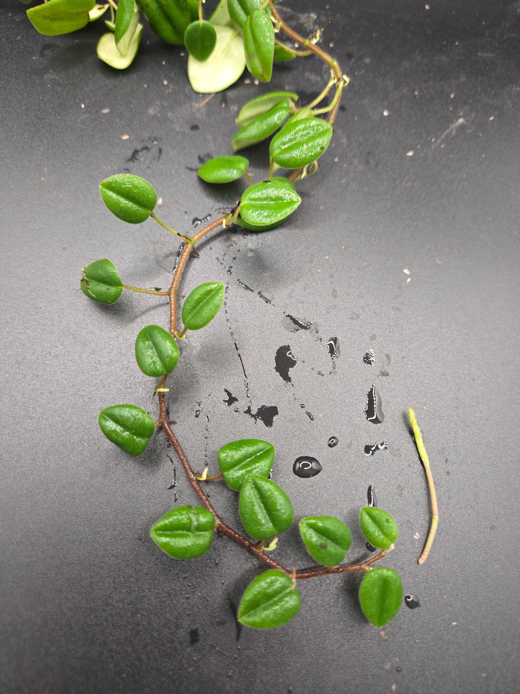 Peperomia sp loreto
