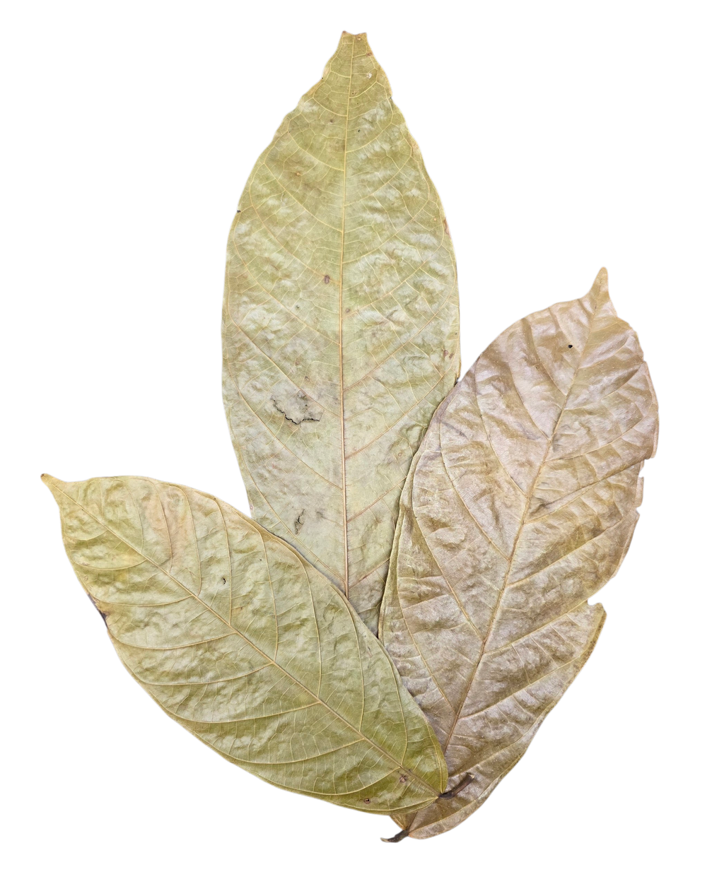 Tropical Leaf Litter - Cocoa Leaves