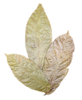 Tropical Leaf Litter - Cocoa Leaves
