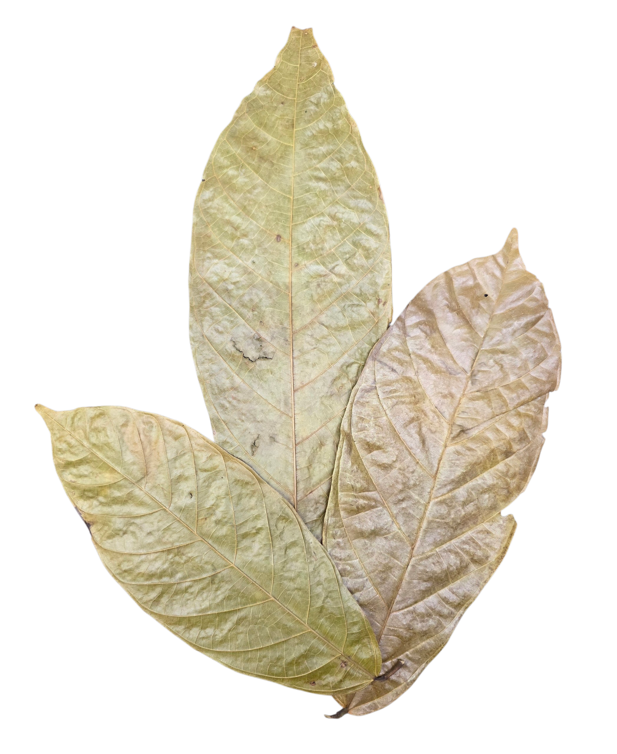 Tropical Leaf Litter - Cocoa Leaves