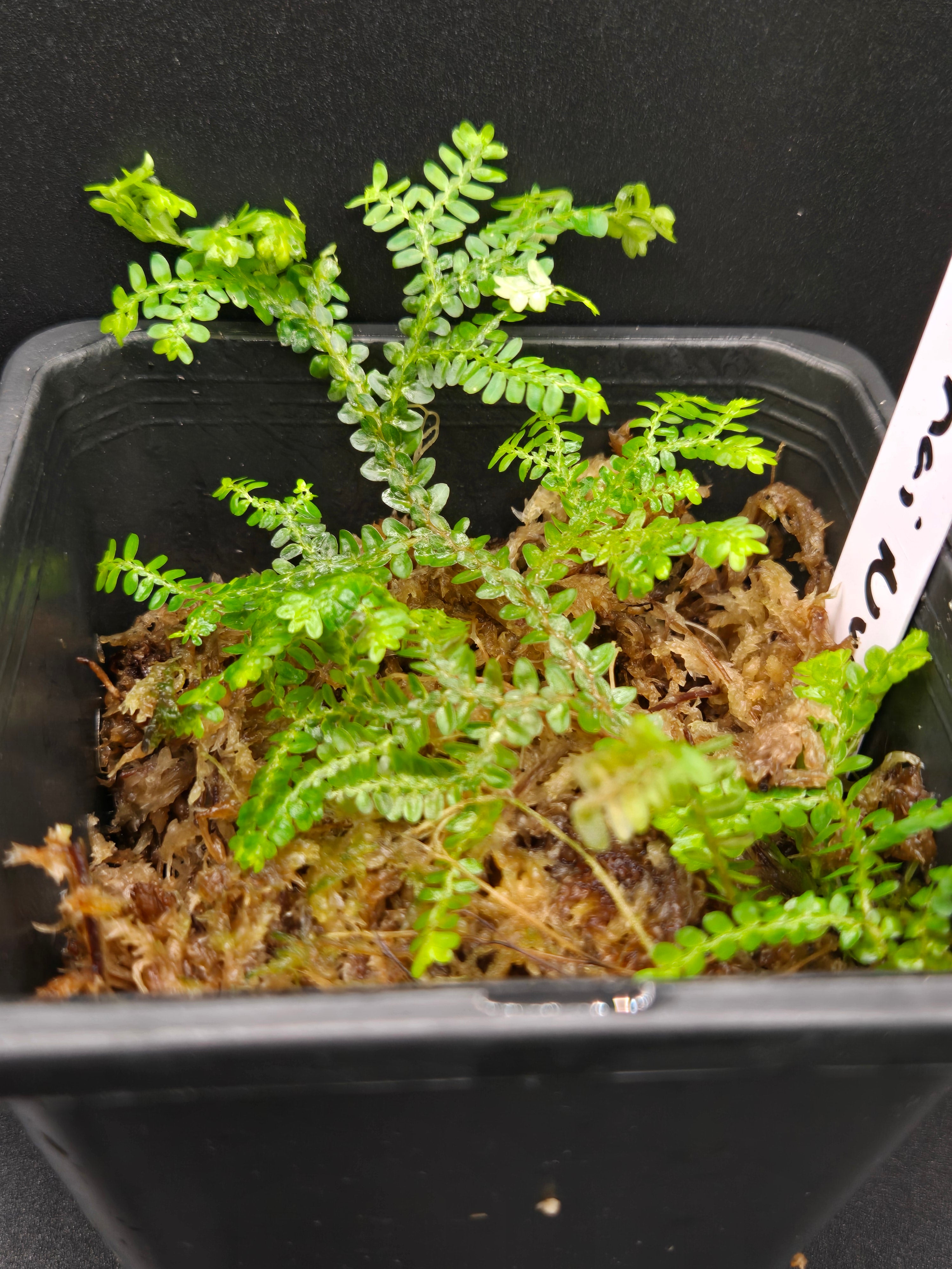 Selaginella sp Thai nursery