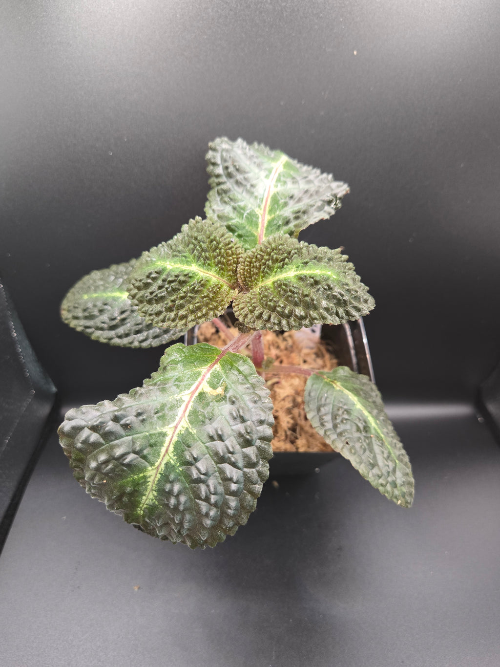Nautilocalyx sp (episcia hibrida taisha)