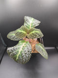 Nautilocalyx sp (episcia hibrida taisha)