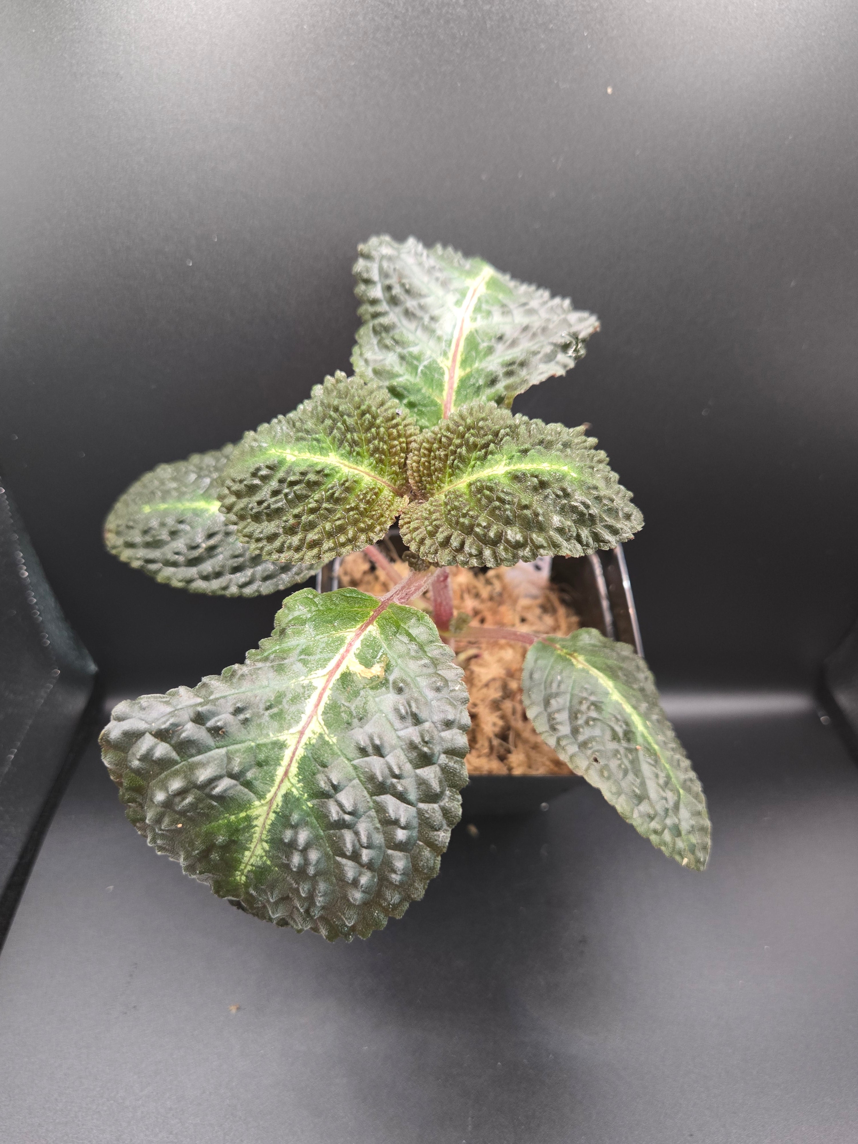 Nautilocalyx sp (episcia hibrida taisha)