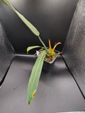 Philodendron sp bicolor